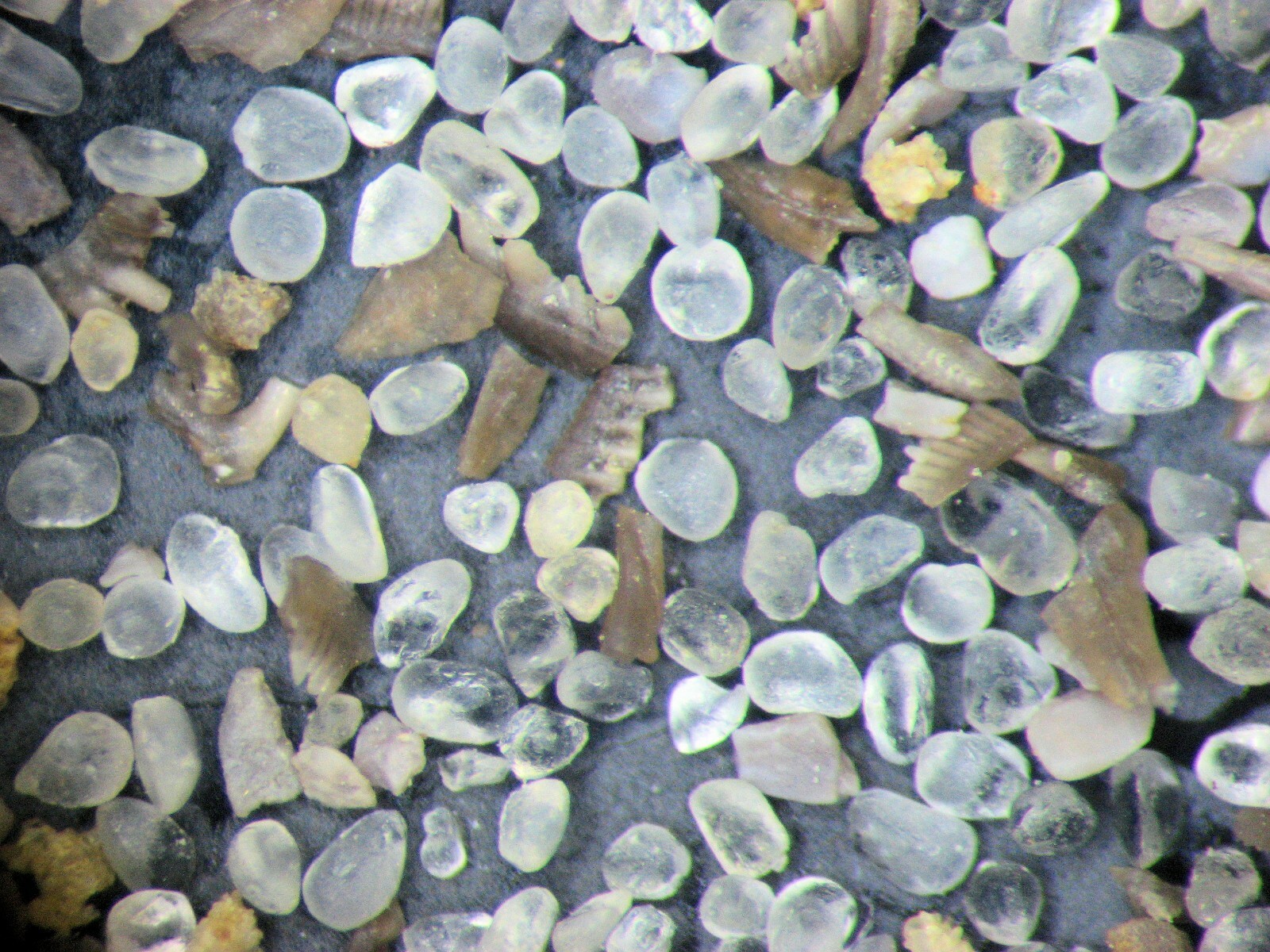 Ordovician to Triassic Conodont microfossil 8 slide collection rare fossils