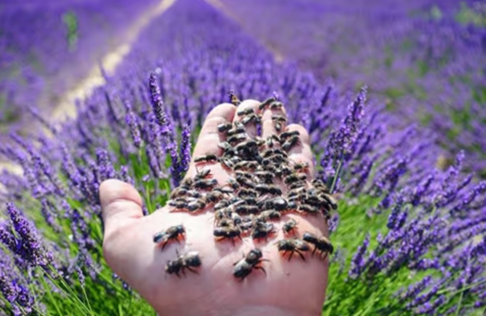 Mason Bee Cocoons -Blue Orchard Mason Bees 100 w/ FREE Bee Attractant