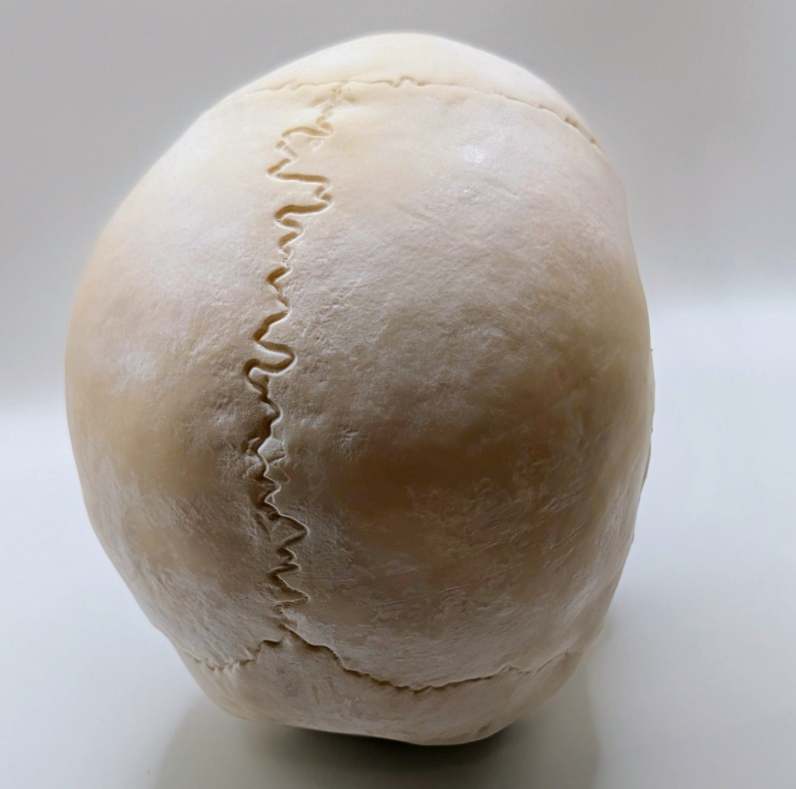 Human Skull Replica- Off White Resin Unpainted - 7 In Tall 1 Ibs