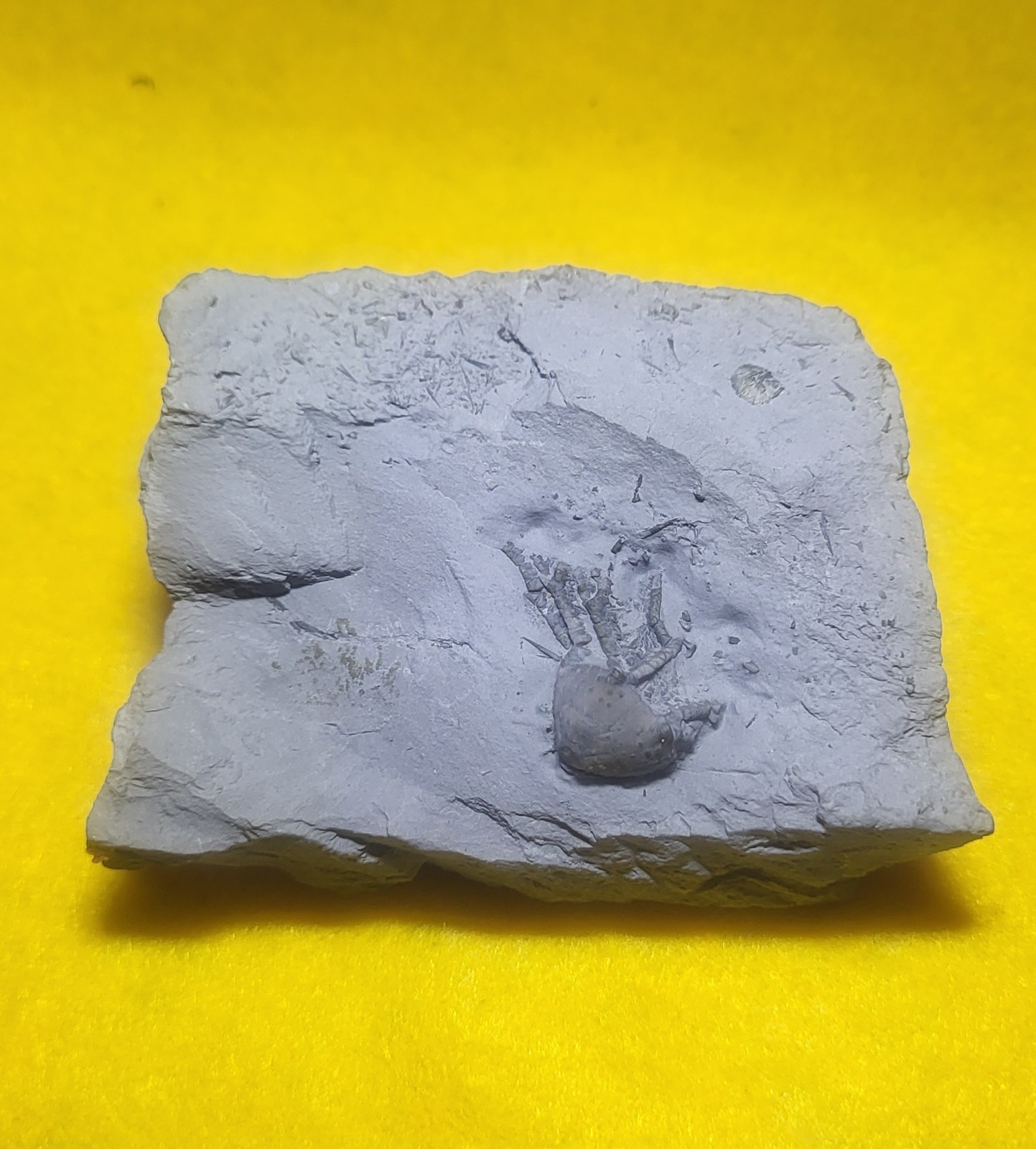 Rare Arthroacantha carpenteri  Fossil Crinoid Silica Shale Devonian Sylvania OH