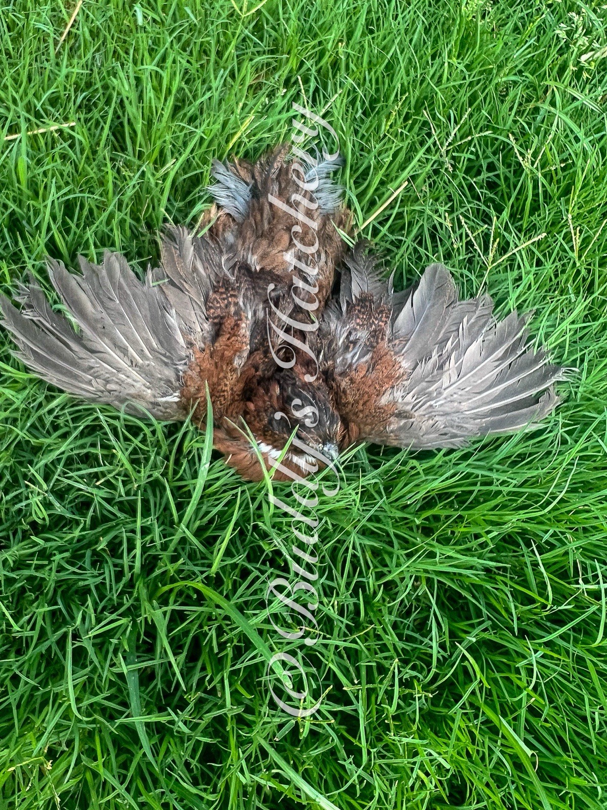 10+ Tennessee Red Quail Hatching Eggs
