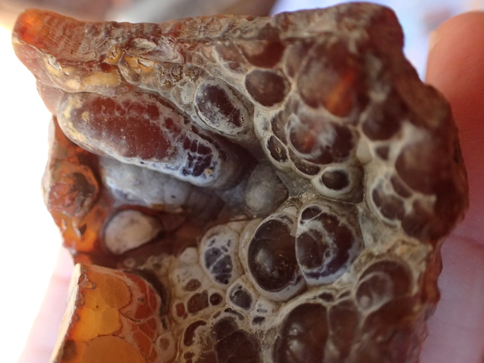 Botryoidal Fossil Coral Geode Fragment GA Agate Amber Display Sea Specimen WC41