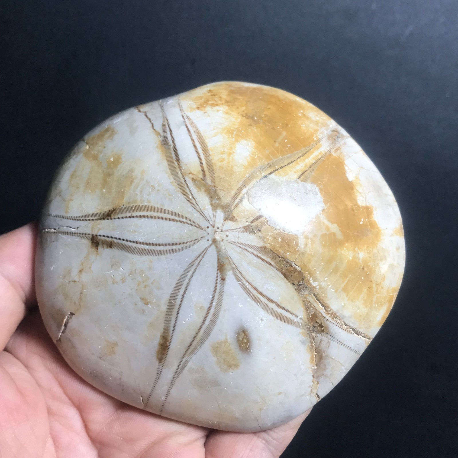 213g Starfish Crystal Specimen 09