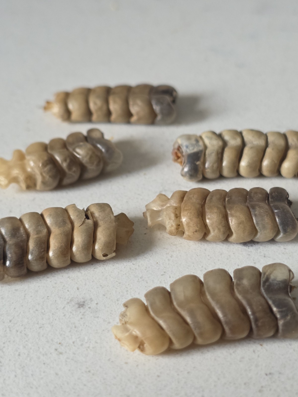 6 Medium Rattlesnake Rattles Taxidermy Diamondback Sidewinder