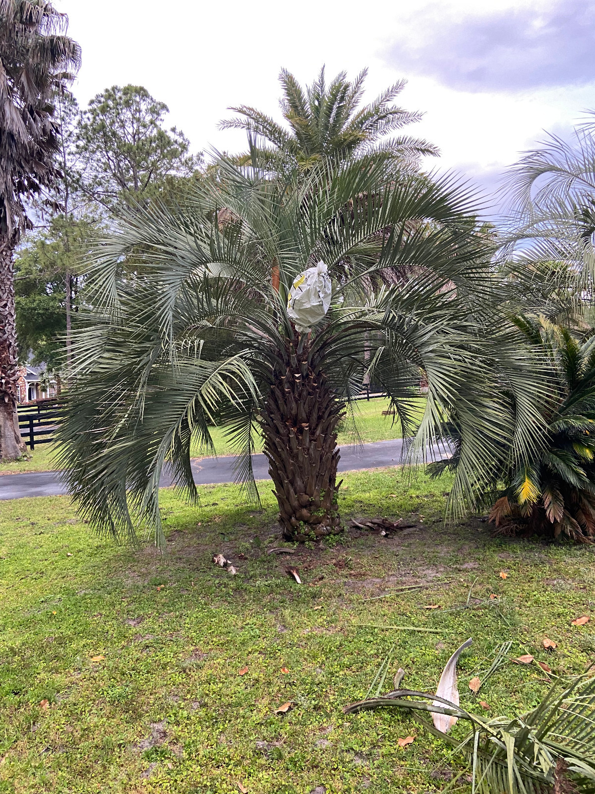 Butiagrus Seeds! F1 Hybrid Mule Palm Seeds. Rarely Ever Offered! Cold Hardy!