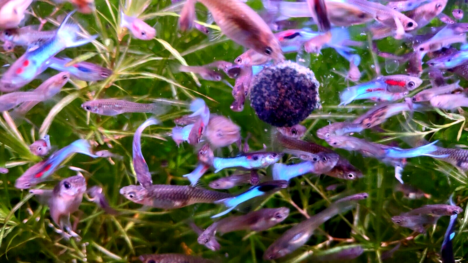 Neon Sky Blue Endler's - 4 Pairs (3 Pair+ 1 Free Pair (4M/4F))