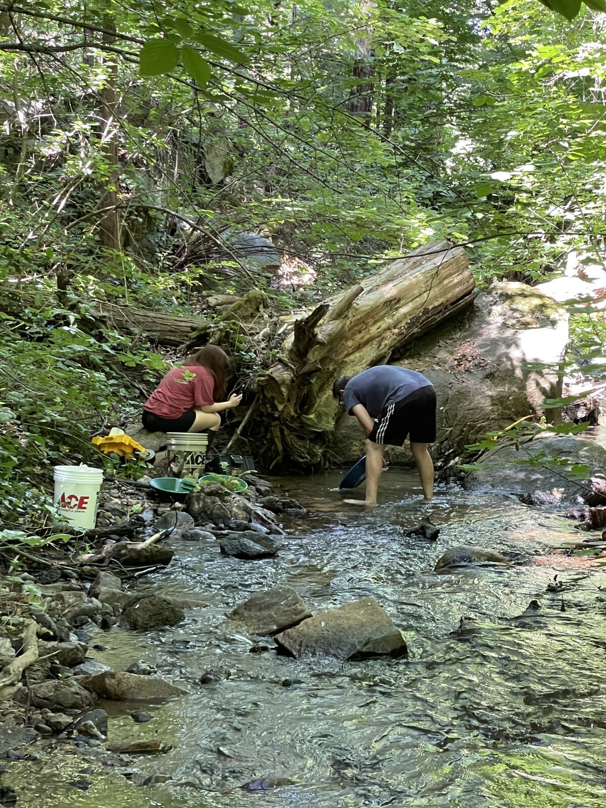 Yuba River Gold Unsearched Paydirt Plus Added Gold Straight from the River rich