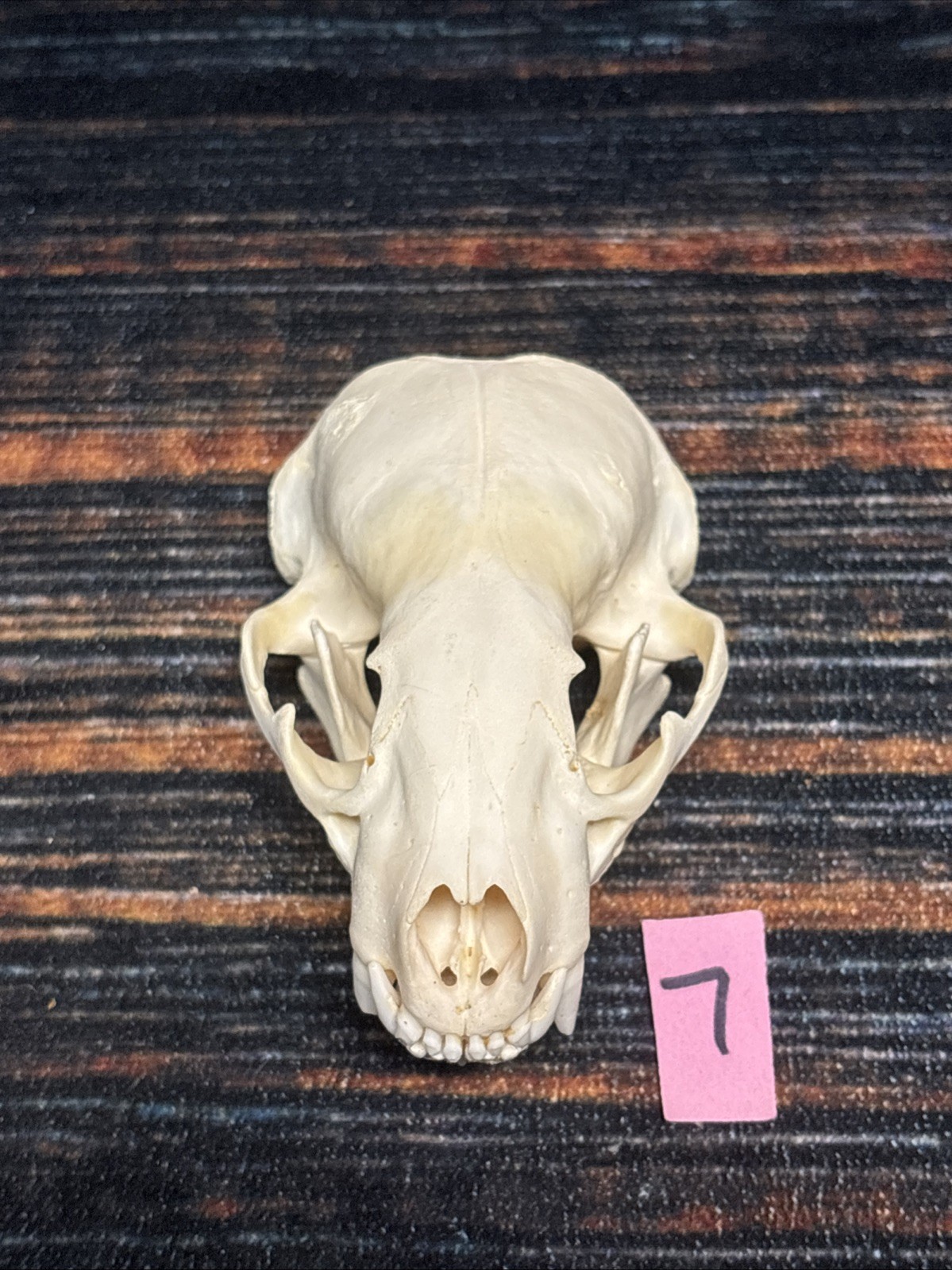 Real XL Badger Skull Unique Gift Halloween Craft Animal Mount Art Model Head Odd