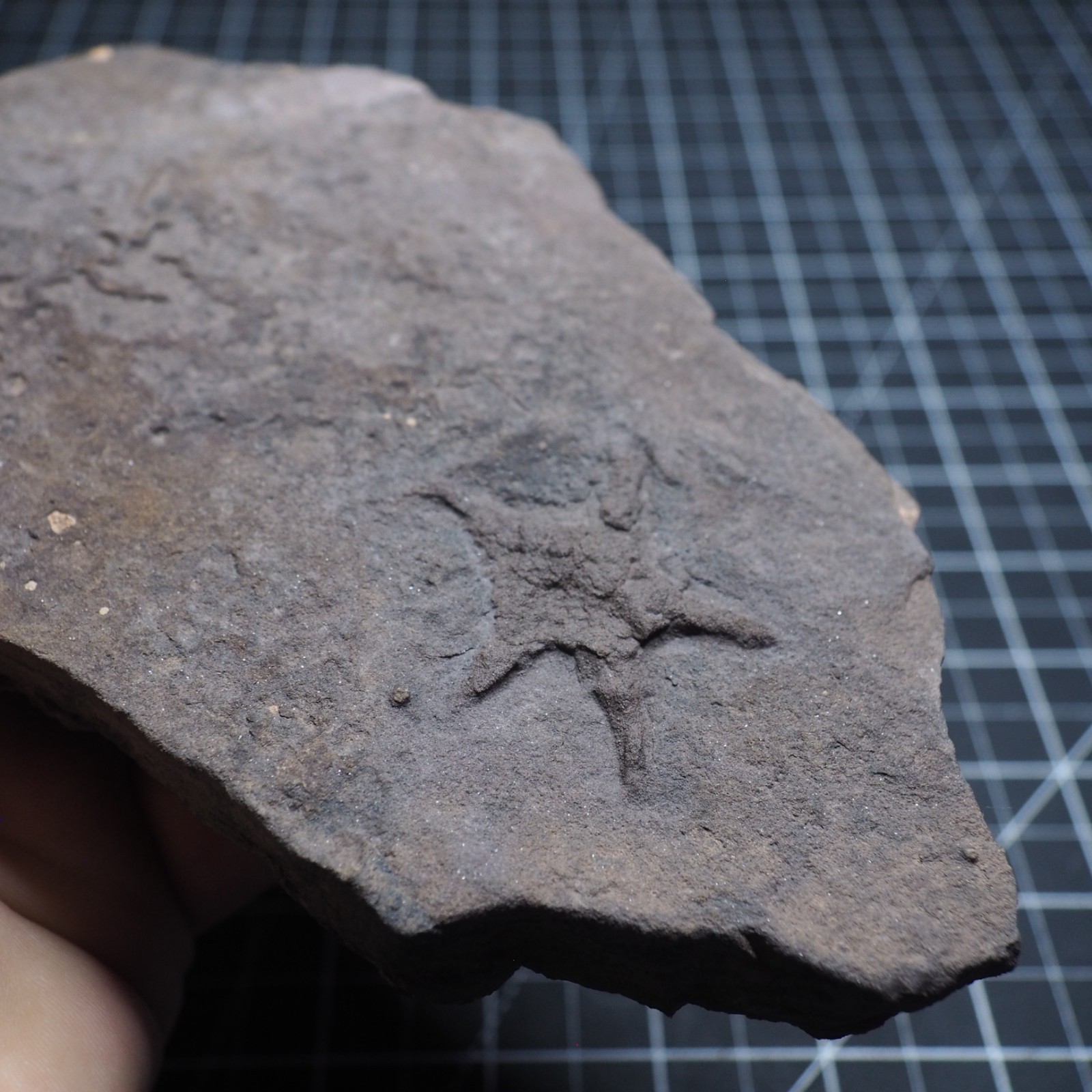 Starfish Feeding Track Ordovician Morocco