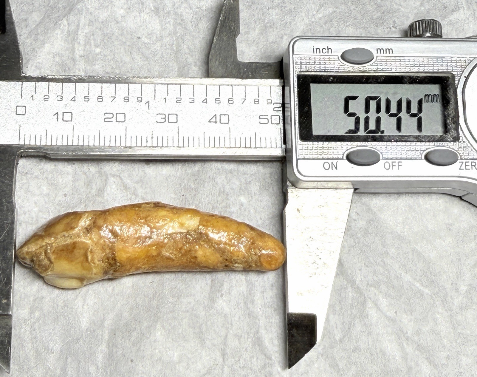 Ursus Spelaeus Fantastic 2” Romanian Cave Bear Canine Tooth Fossil, Talisman✨🔥