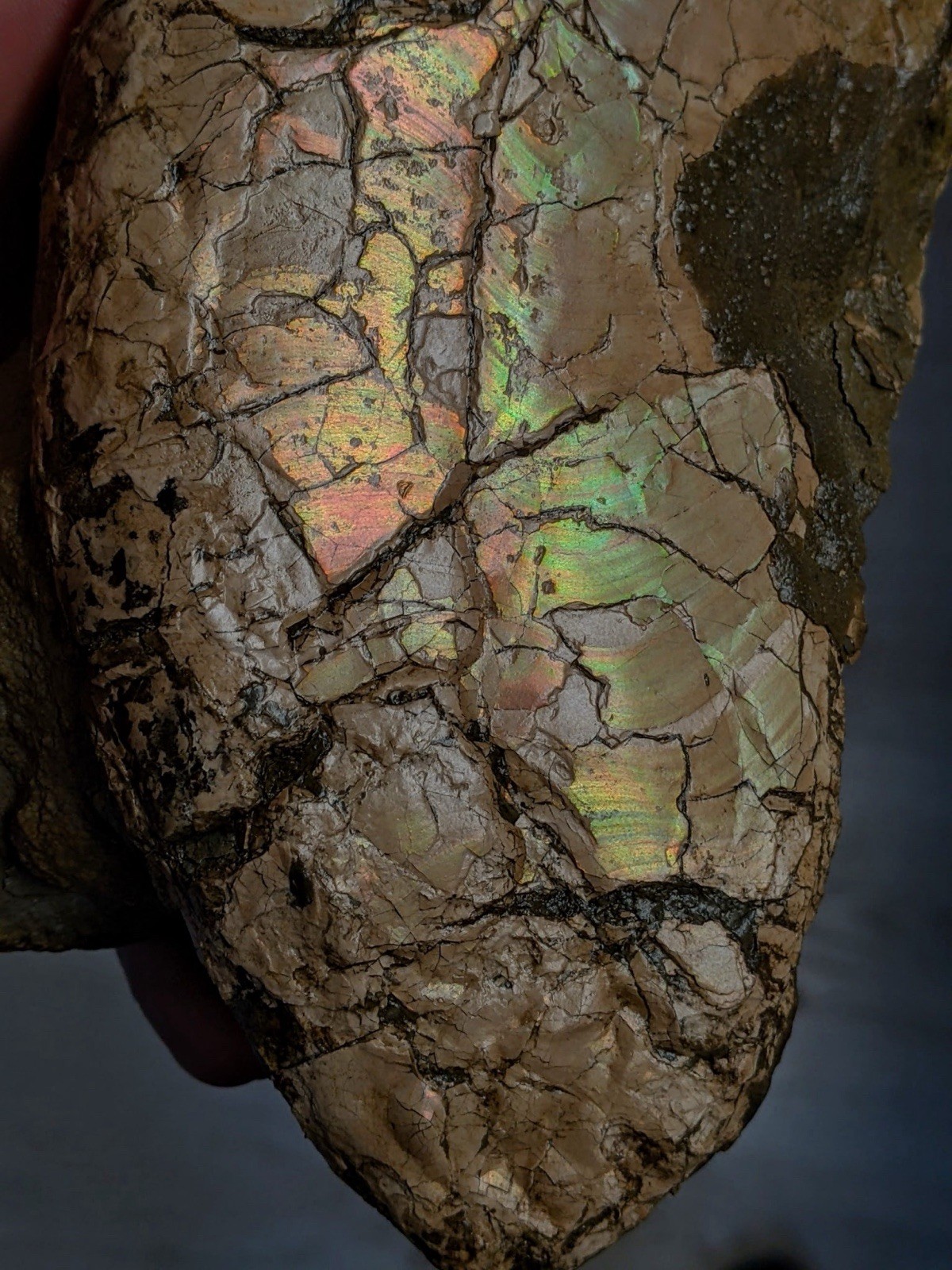 Rare,HUGE 7.25” Texas Fossil Ammonite, Placenticeras Sp! “Ammolite” Iridescence!