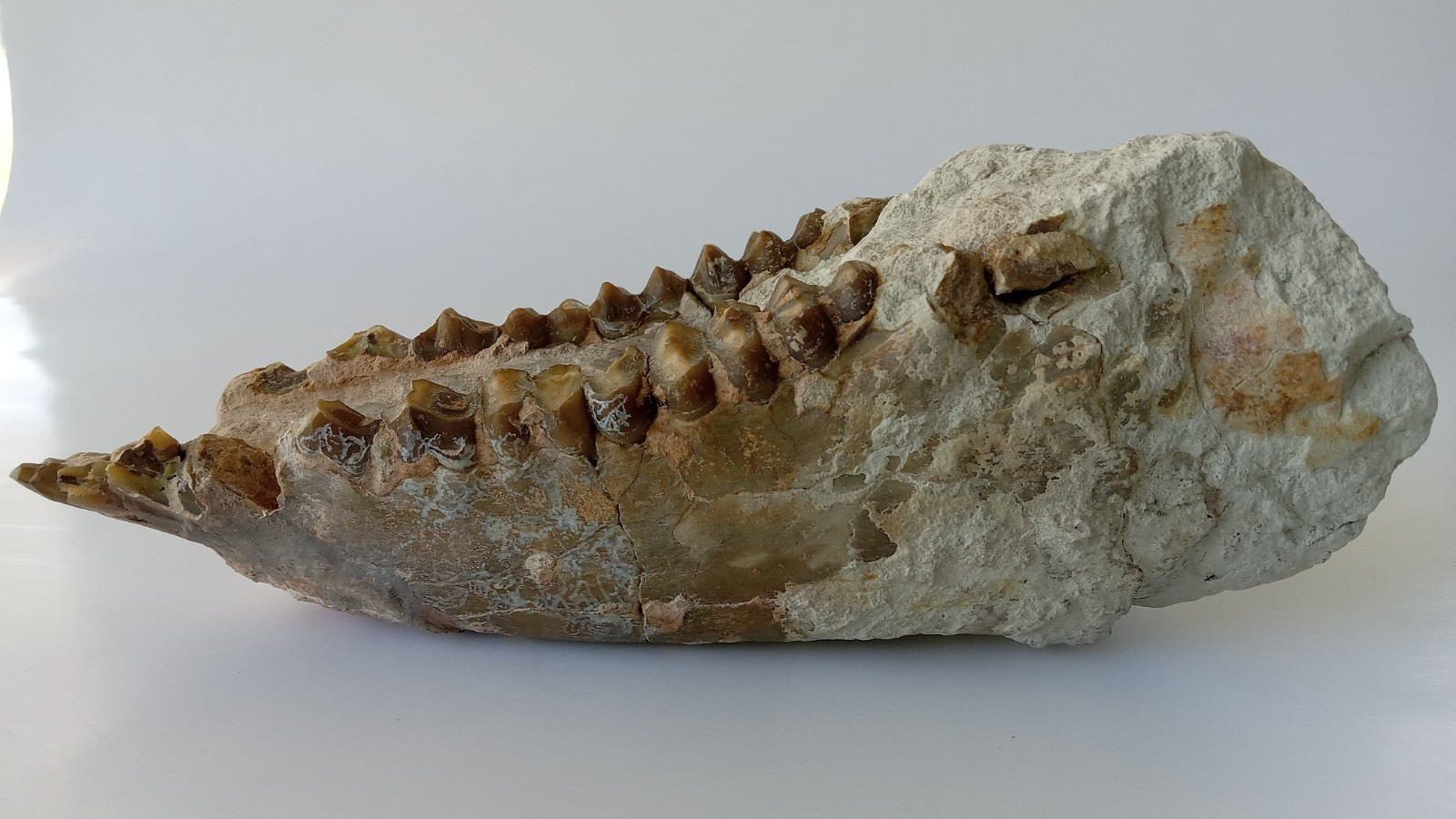 Camel Jaw Teeth Fossil From Badlands South Dakota