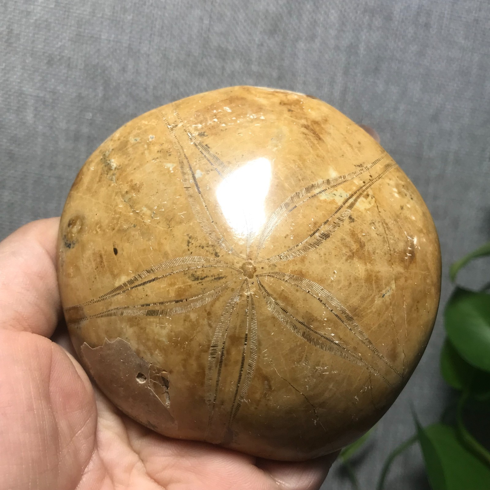 207g Starfish Crystal Specimen 16