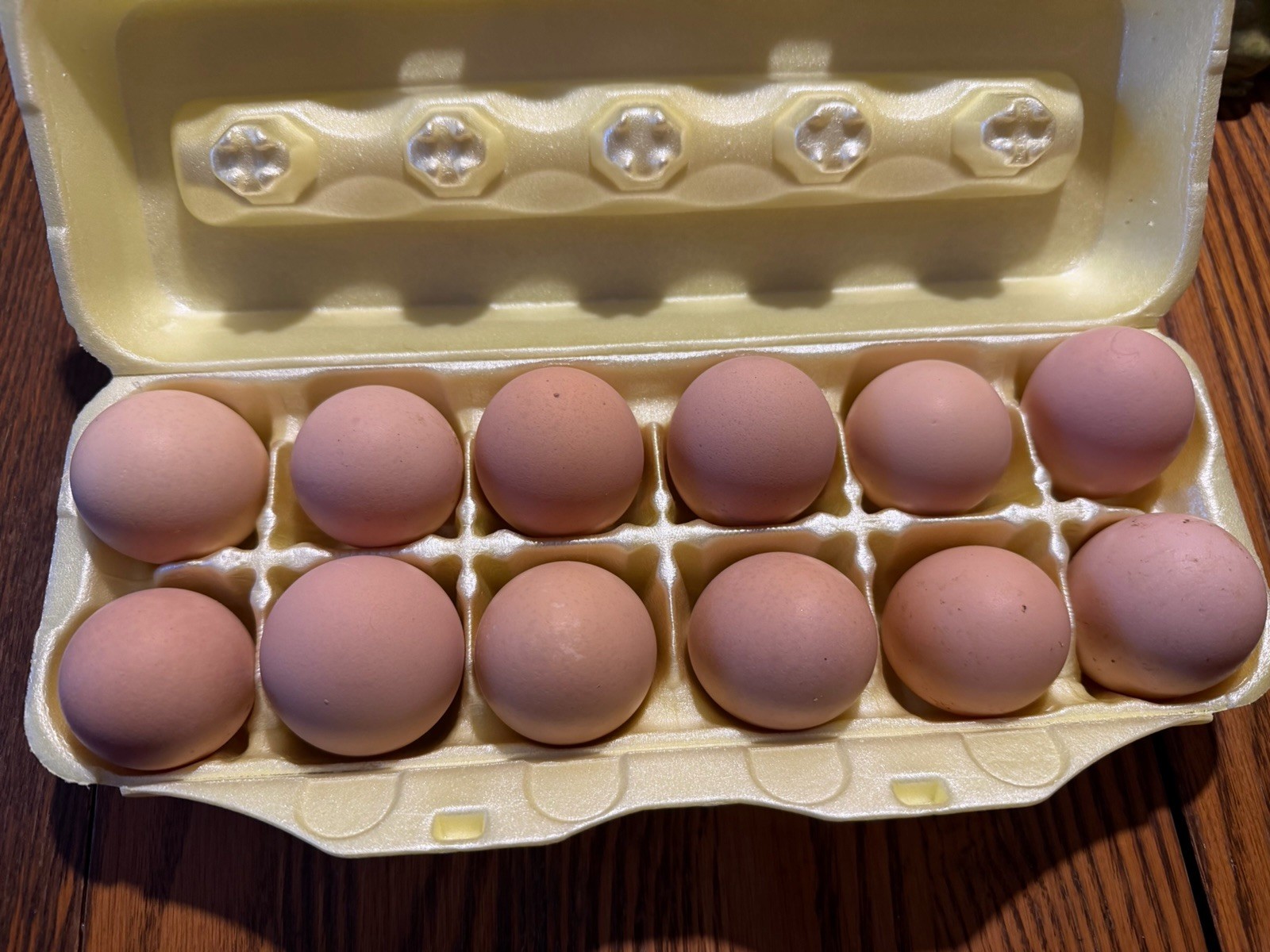 Dozen + Purebred Blue-Laced Red Wyandotte Hatching Eggs. Free Flat Rate Shipping