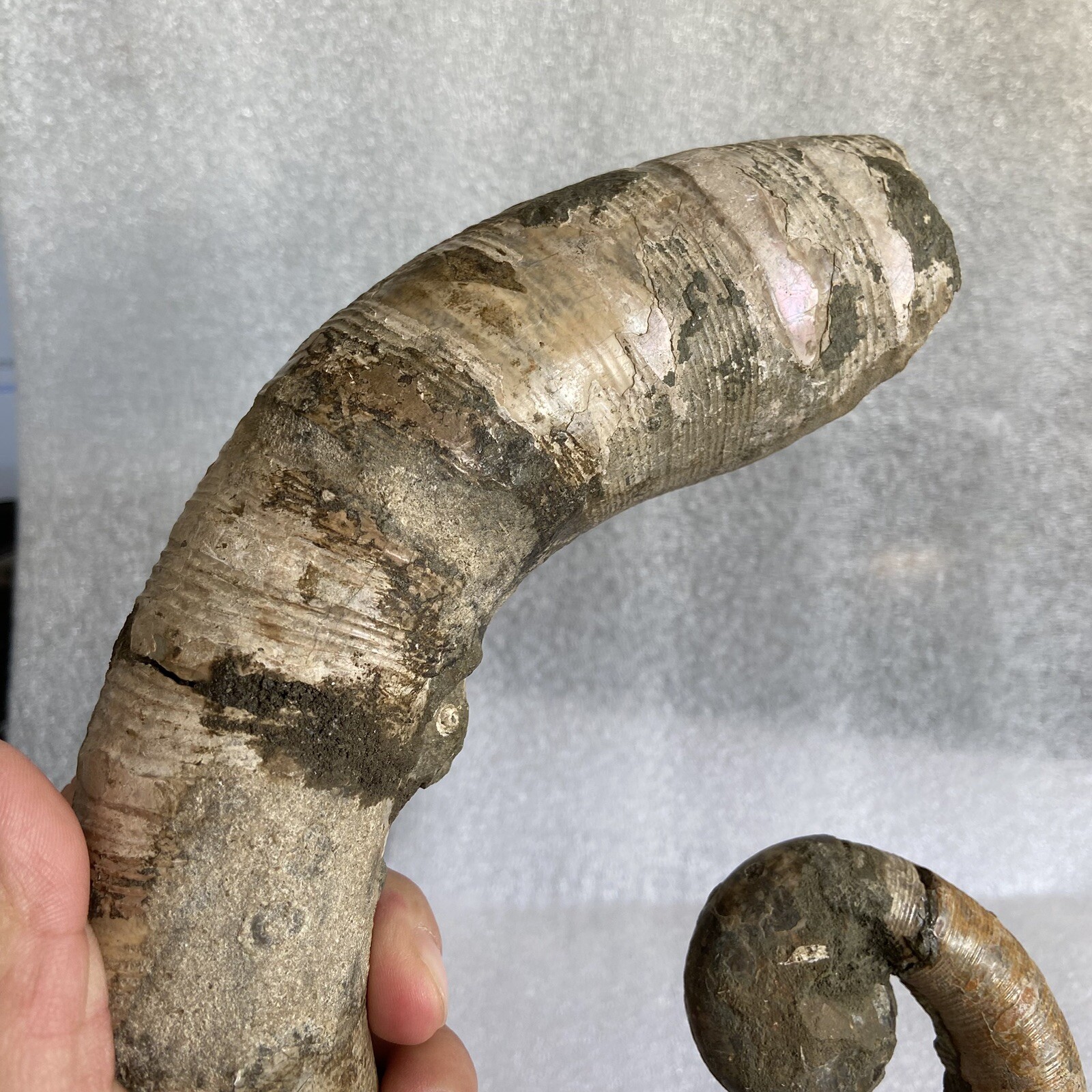 1242g215mm Big Repaired Ancyloceras Ammonite Fossil Sutures Crystal Display Mad