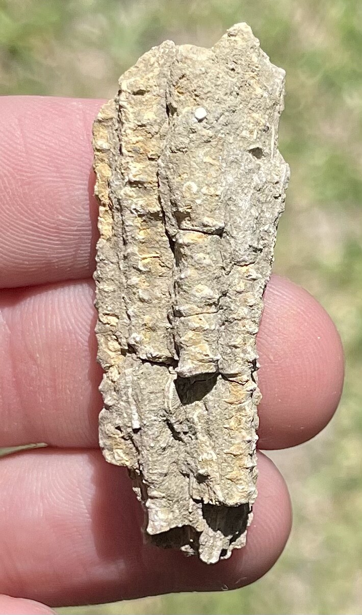 Alabama Fossil Crinoid Arms Rare Mississippian Age