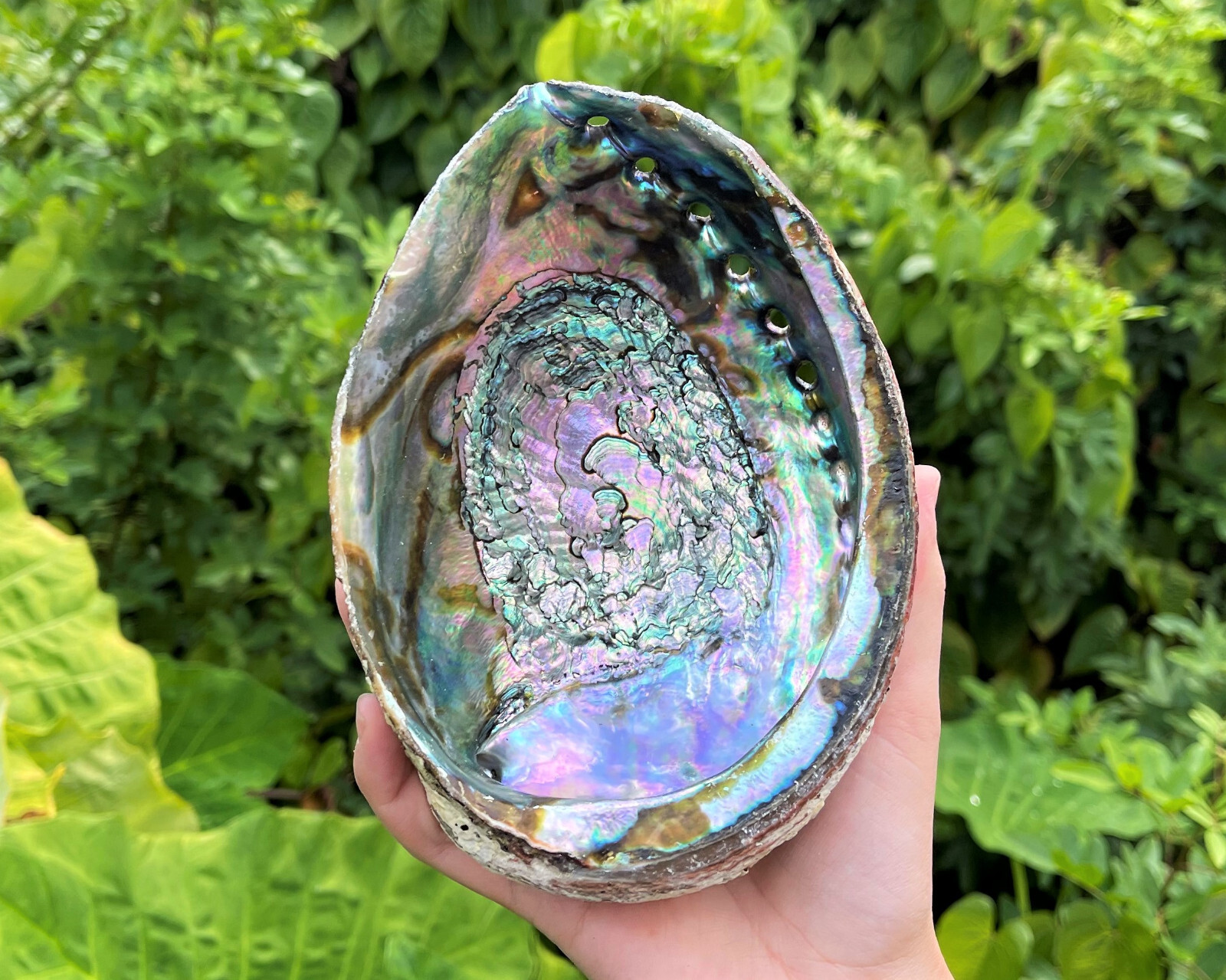 Abalone Shell JUMBO 6-7" (Seashell Incense Burner, Smudge Bowl / Holder)