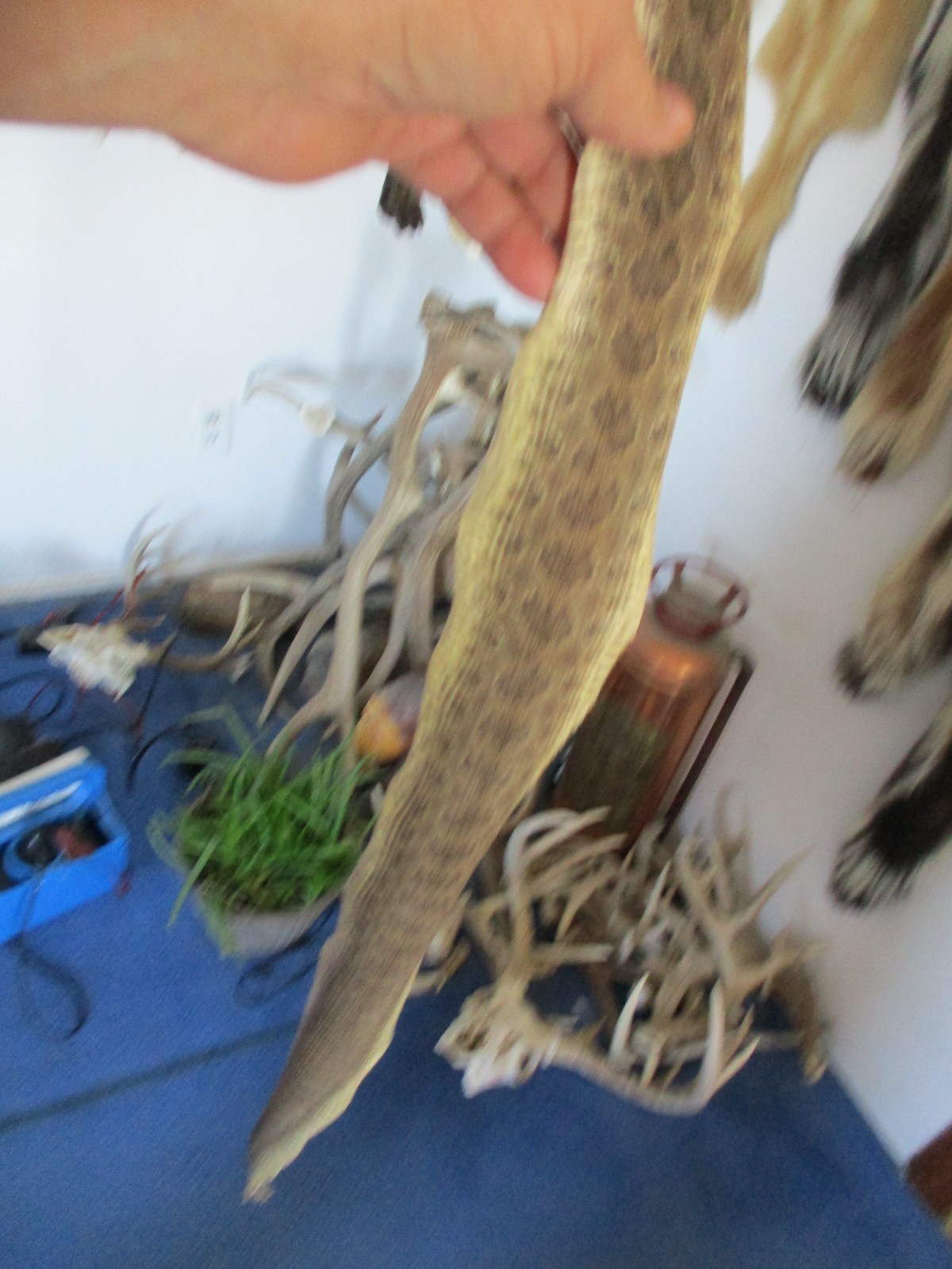 rattlesnake skin prairie rattle snake hide DRY TANNED wrap pen blanks 37 in. R5