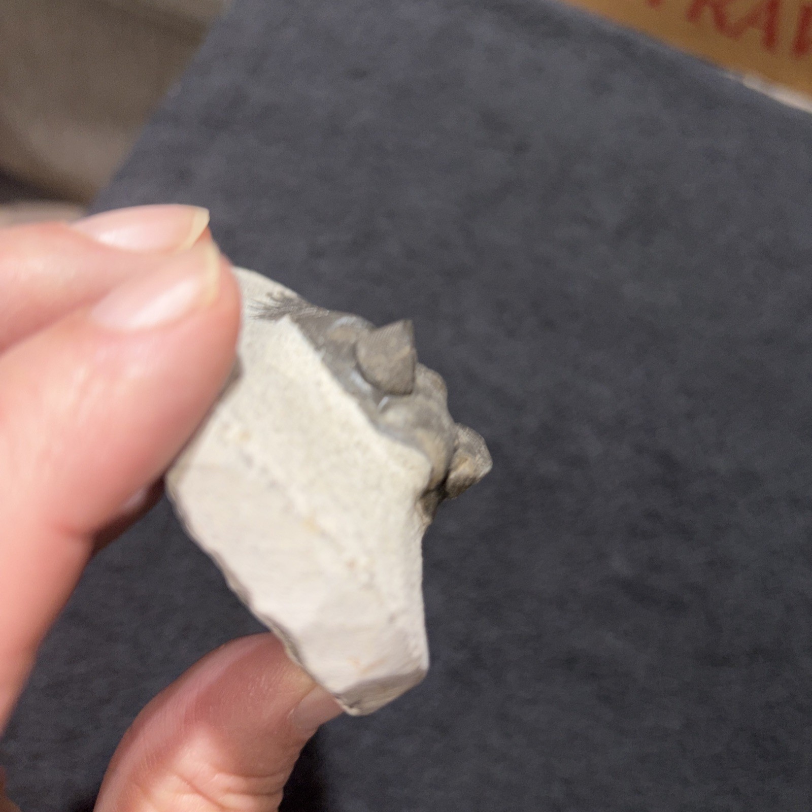 Coltraneia (Trevoropyge)) Trilobite Huge Eyes 2 1/4 Inches Pretty Specimen Devon