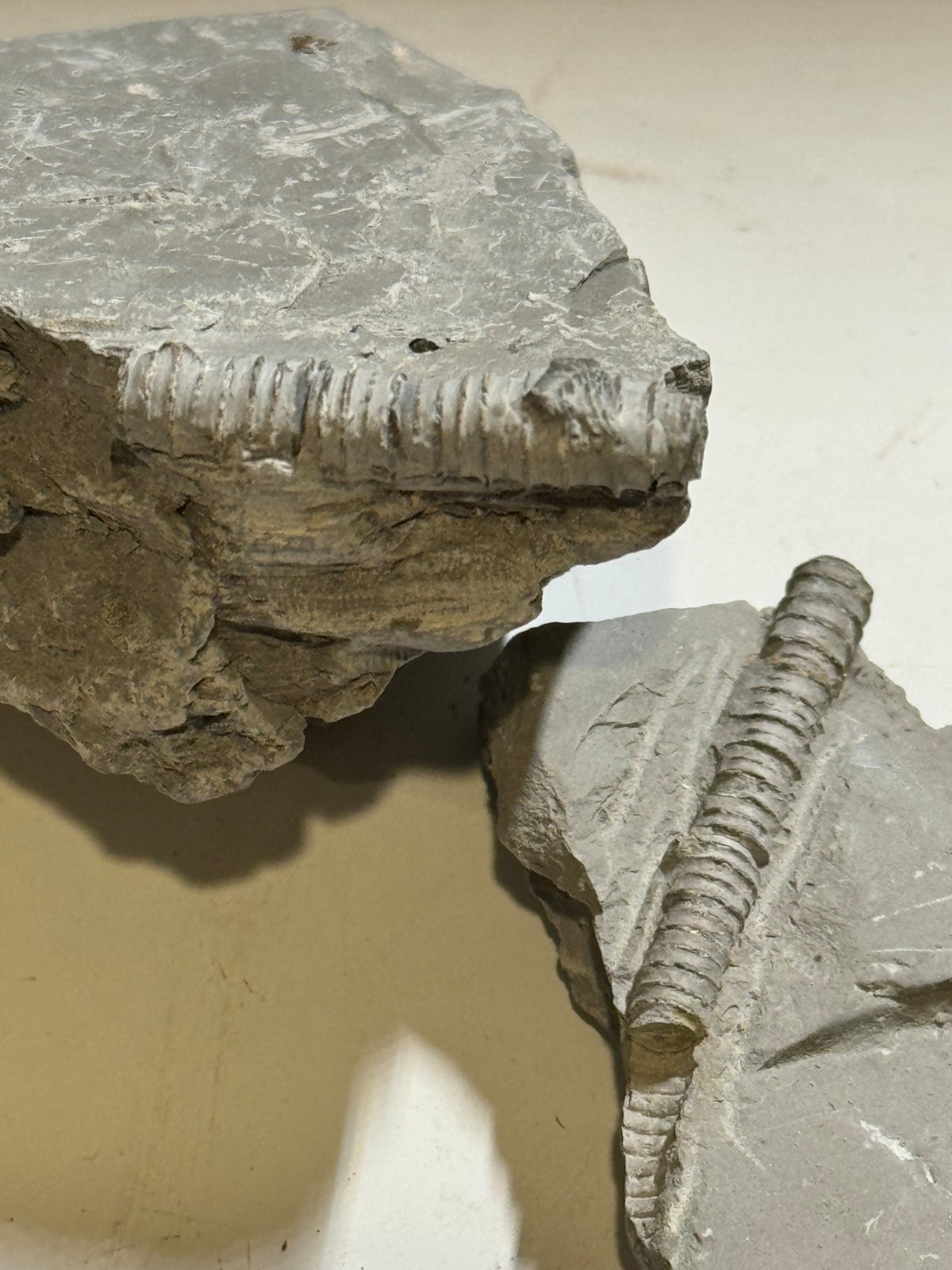 CRINOID STEMS ON MATRIX