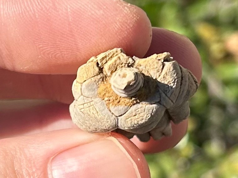 Alabama Fossil Crinoid Alcimocrinus ornatus Bangor Limestone Formation NICE