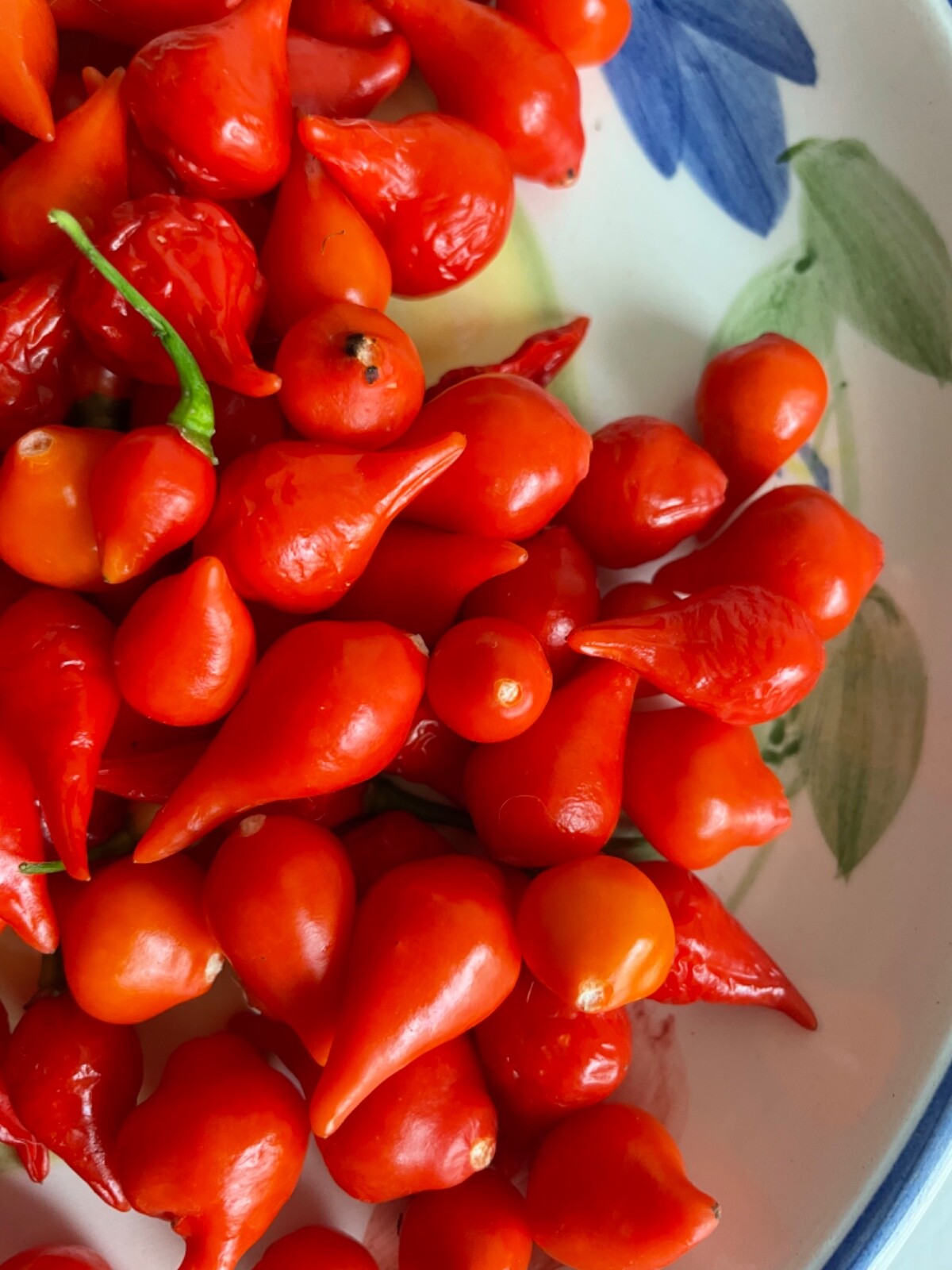 30+ Red Biquinho Pepper Seeds Brazilian Heirloom