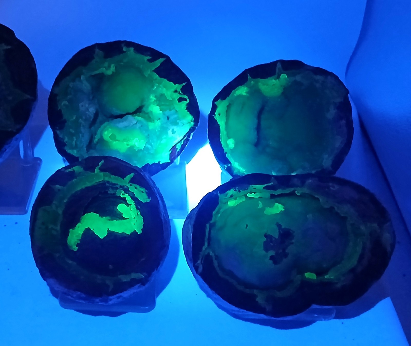 Whole Guaranteed Hollow Utah Dugway Quartz Agate Geode Thundereggs, Fluorescent!