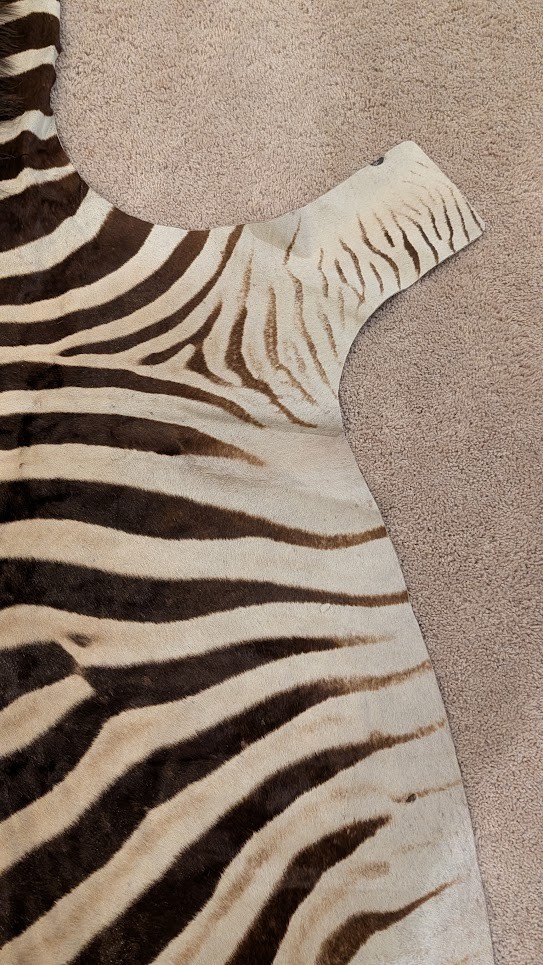 Genuine Zebra hide/ Zebra skin/ Zebra rug - South African Burchell 's Zebra