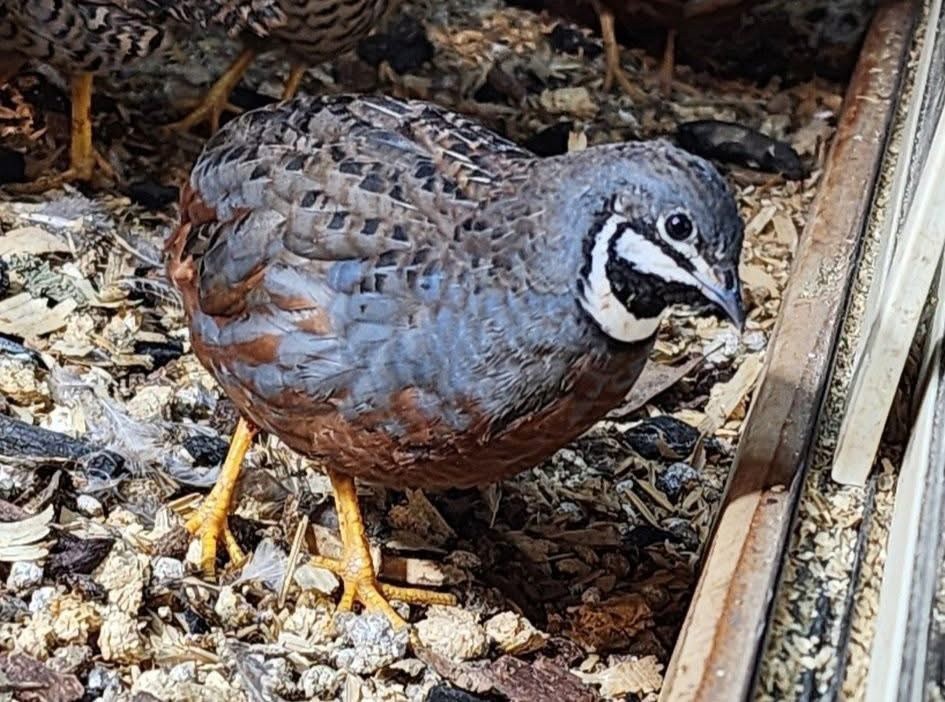 12 Exotic Button Quail Hatching Eggs Chinese Painted SPECIAL RARE ~ TPB Farms 🦚
