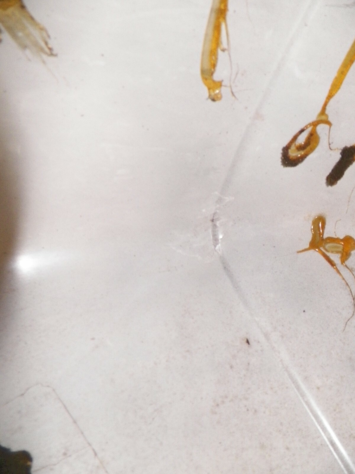 FORCE OUTBOARD 85HP COWL HOOD COVER 87,88,89,90,91,92