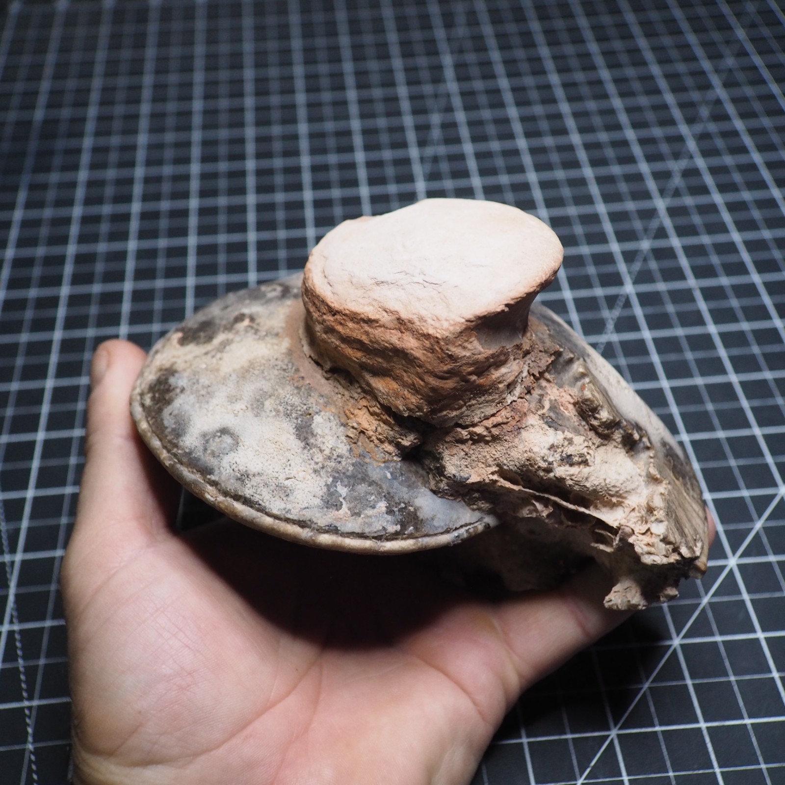 Study Specimen Choffaticeras Ammonite 155 mm 1.7 kg Fossil Siphuncle Cretaceous