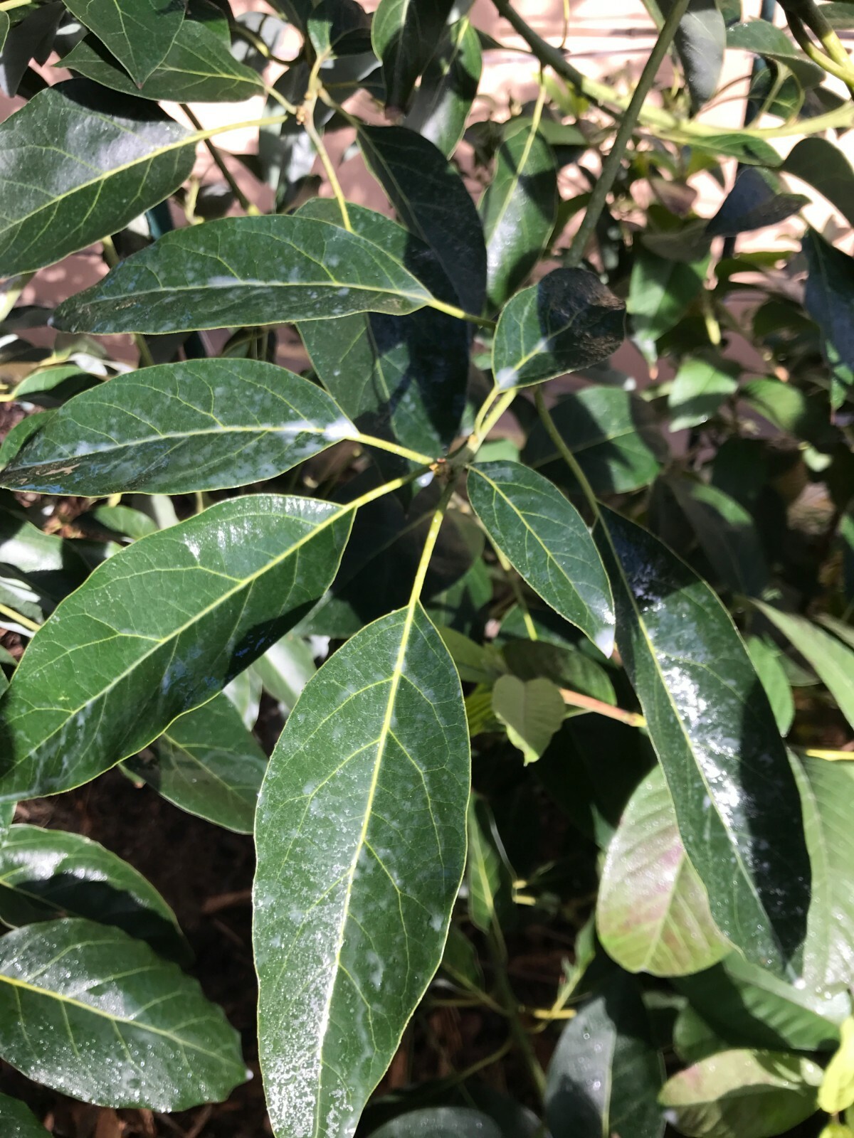 IV Organic 3-in-1 Plant Guard, 1 Pint (BROWN)