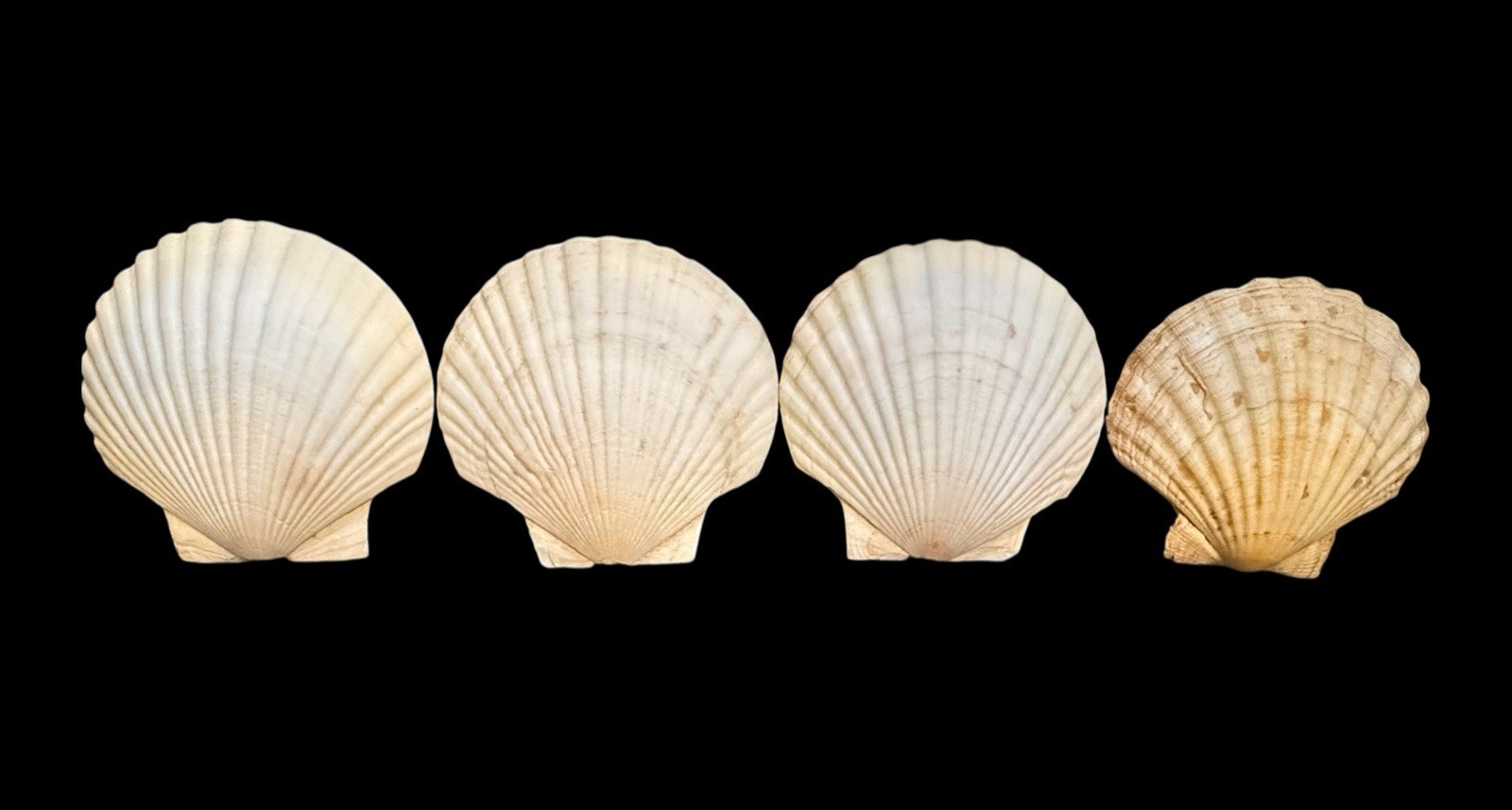 Lot Of 4 VINTAGE 5" REAL CLAM SHELL Gulf Of America Aka Mexico