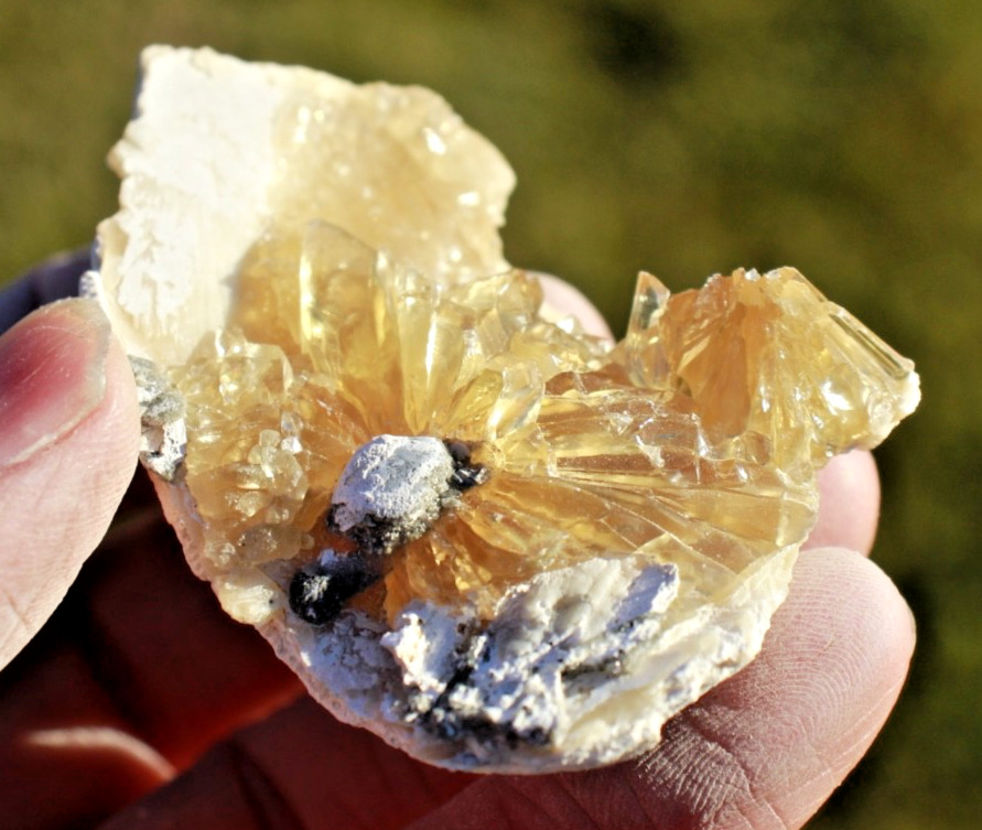 Fluorescent Fossil Crystal Clam from Ruck's Pit, Florida • Mercanaria permanga