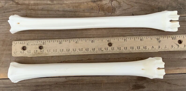 2 Deer Leg Cannon Bones Metacarpal Metatarsal