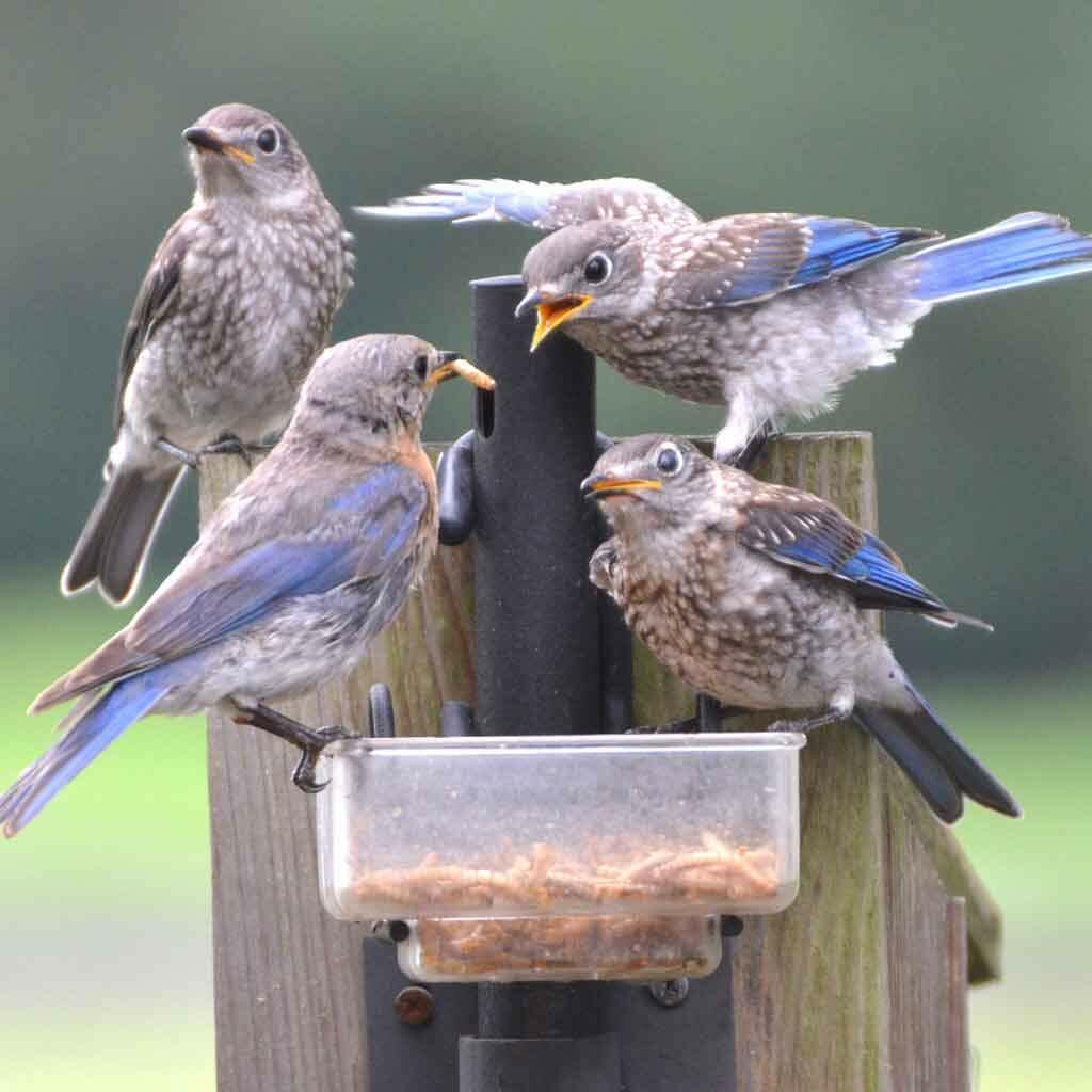30 LBS Bulk Dried Mealworms Wild Birds Food Chickens Hen Fish Treats Food US NEW