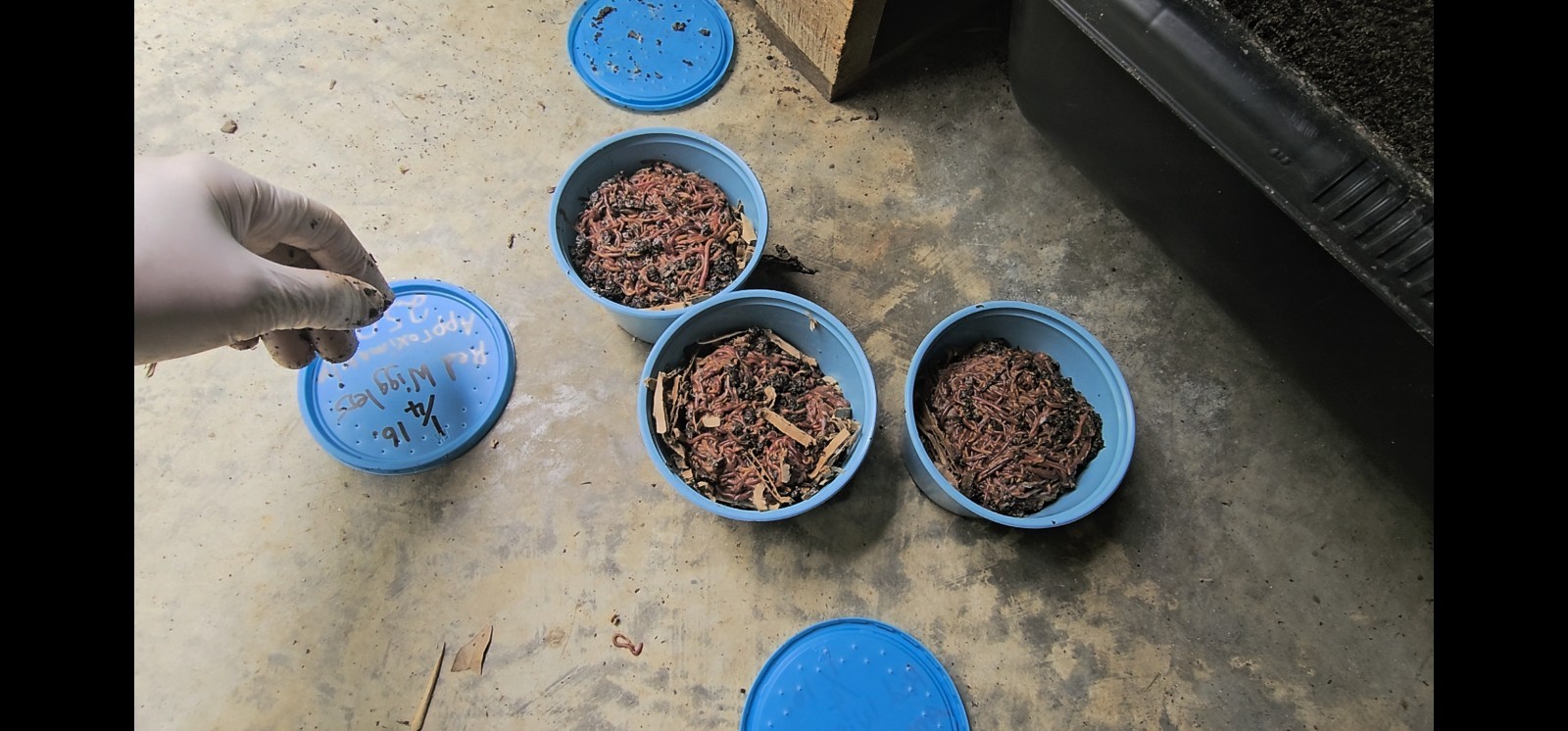 🪱Red Wiggler Worms 1/8 lbs. (approximately 125) Guaranteed Live Delivery🪱