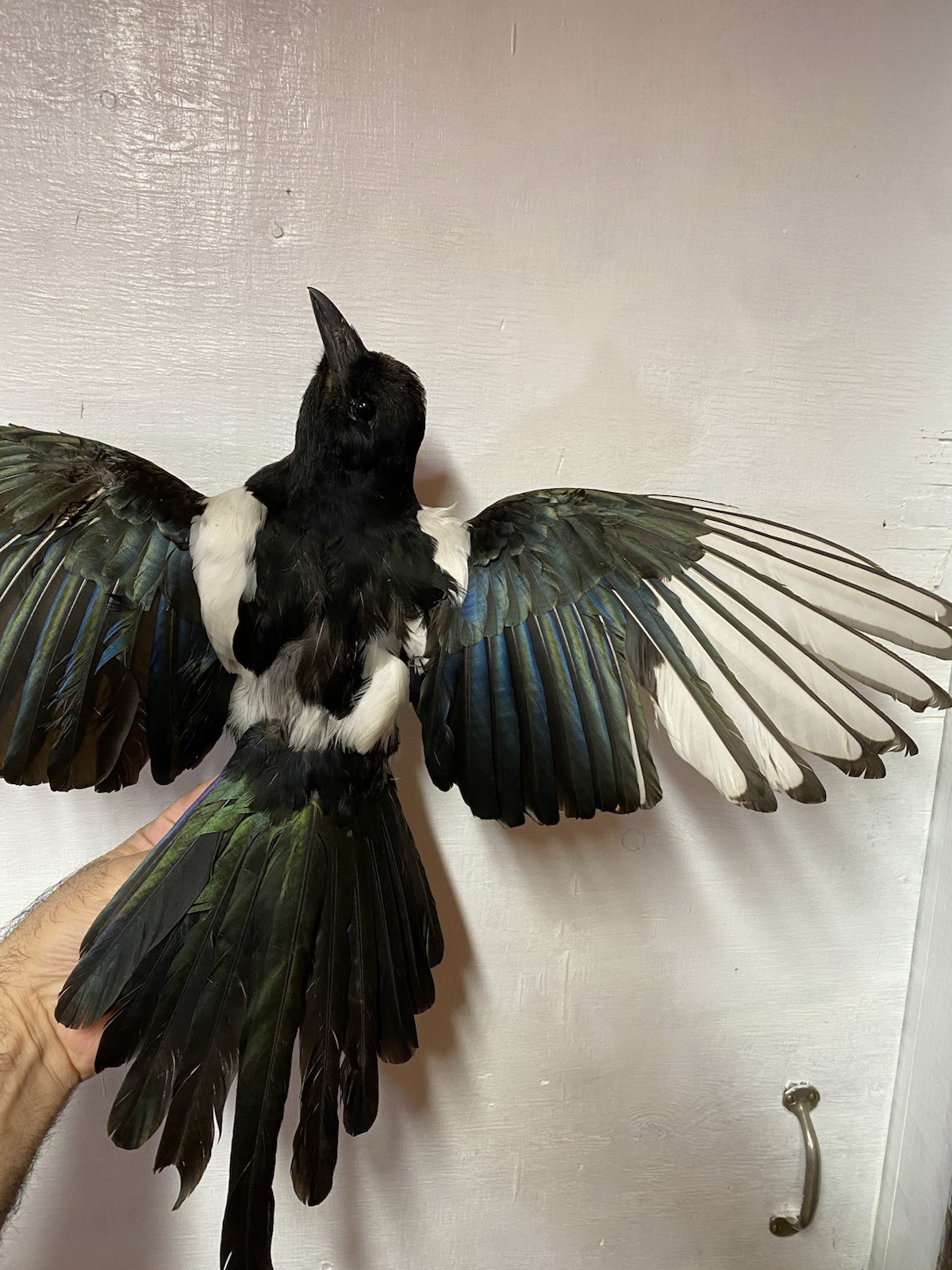 Beautiful Taxidermy Eurasian Magpie (Pica pica)