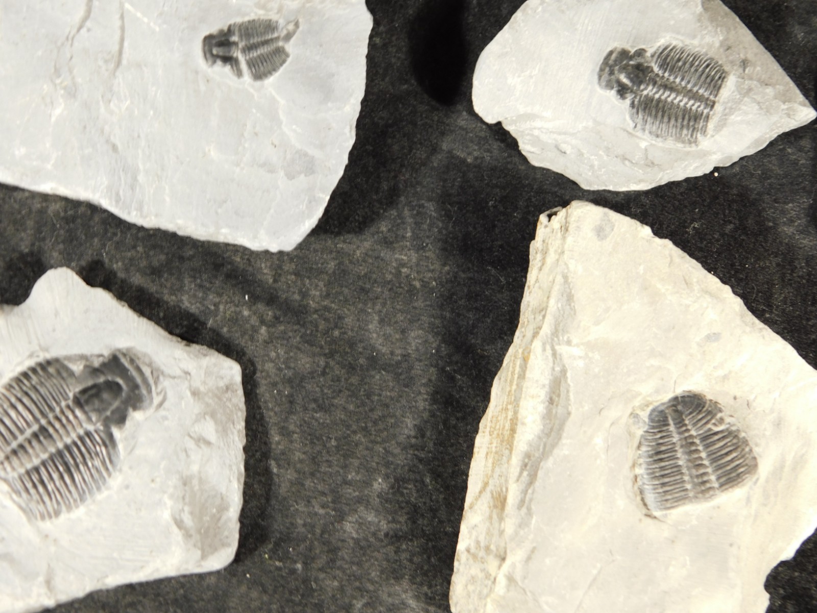 BIG Lot of TEN! 100% Natural Elrathia TRILOBITE Fossils in Matrix Utah 379gr