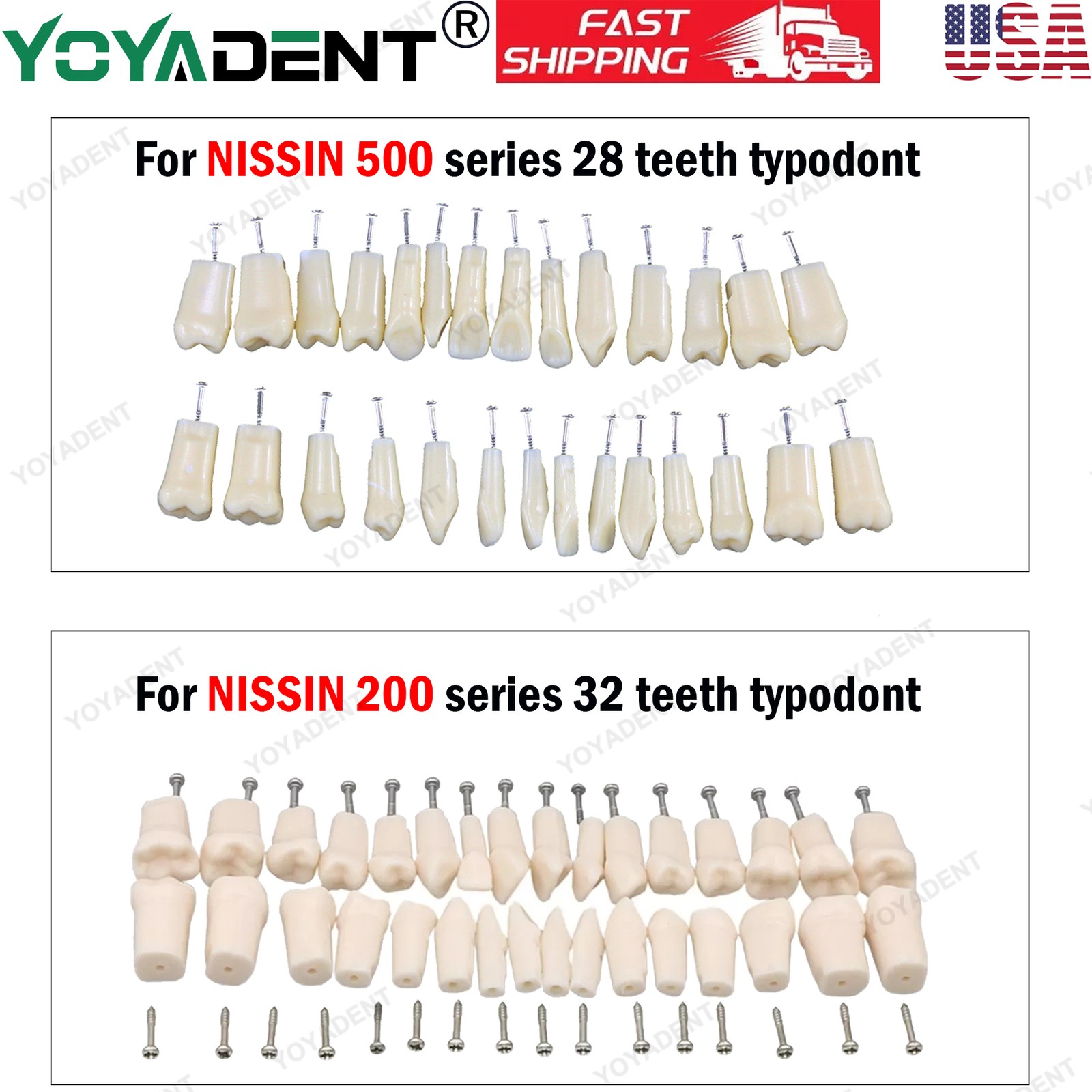 Dental Typodont Replacement Screw-in Teeth Model fit Kilgore NISSIN 200/500 Type
