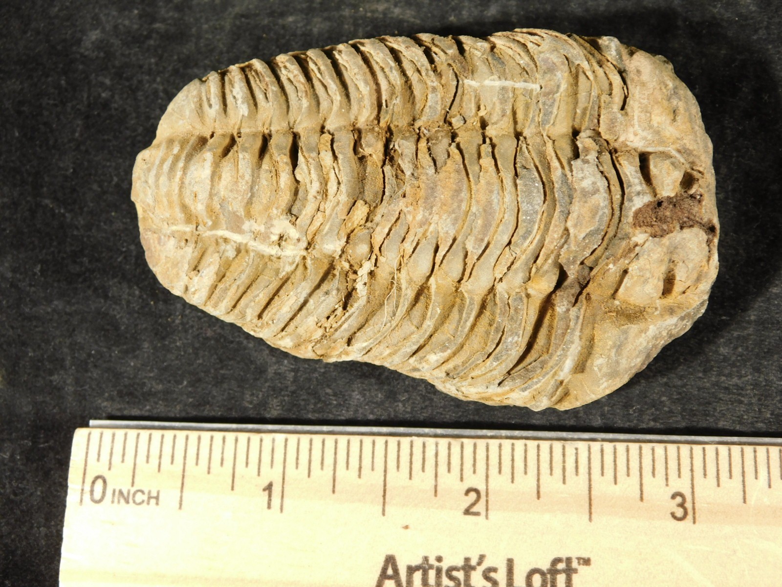 Big! 460 MILLION Year Old! Flexicalymene TRILOBITE Fossil Morocco 2.31