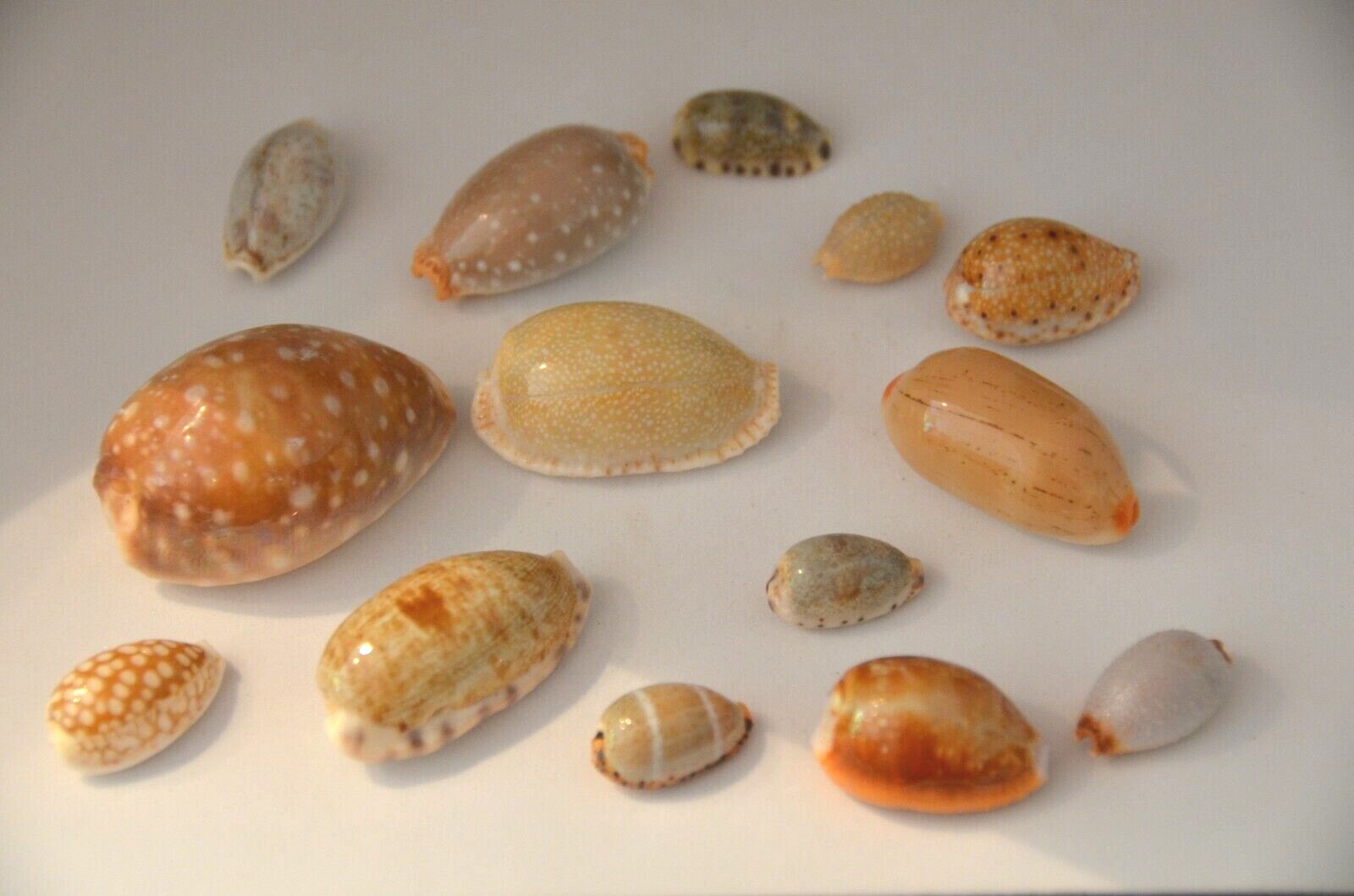 Specimen Cypraea - 16 Choices - Build collection from $1 - Buy more & Save $$$