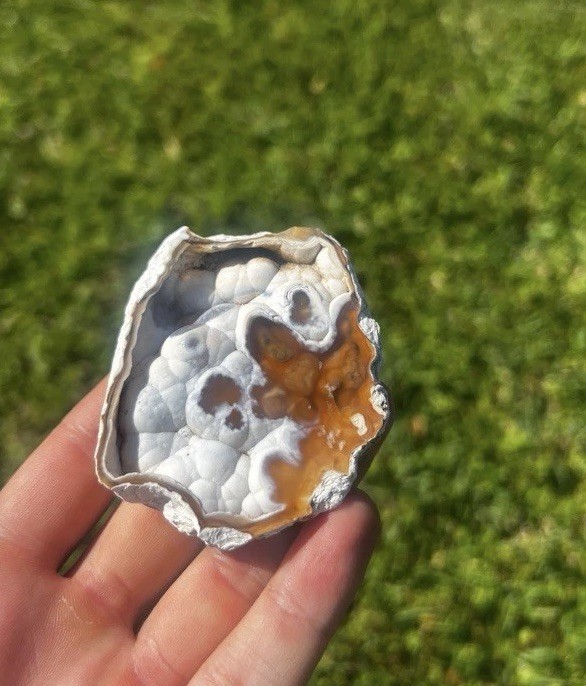 Agatized Coral Florida Fossil Coral Agate Geode