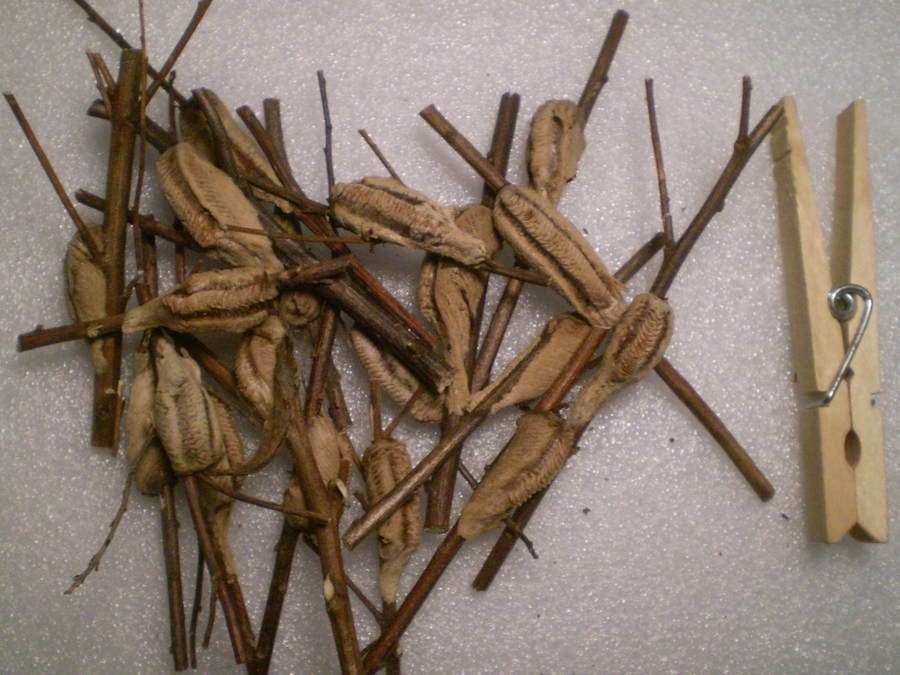 20 Freshly Harvested Carolina Praying Mantis Egg Cases Fresh Picked 2026 season.