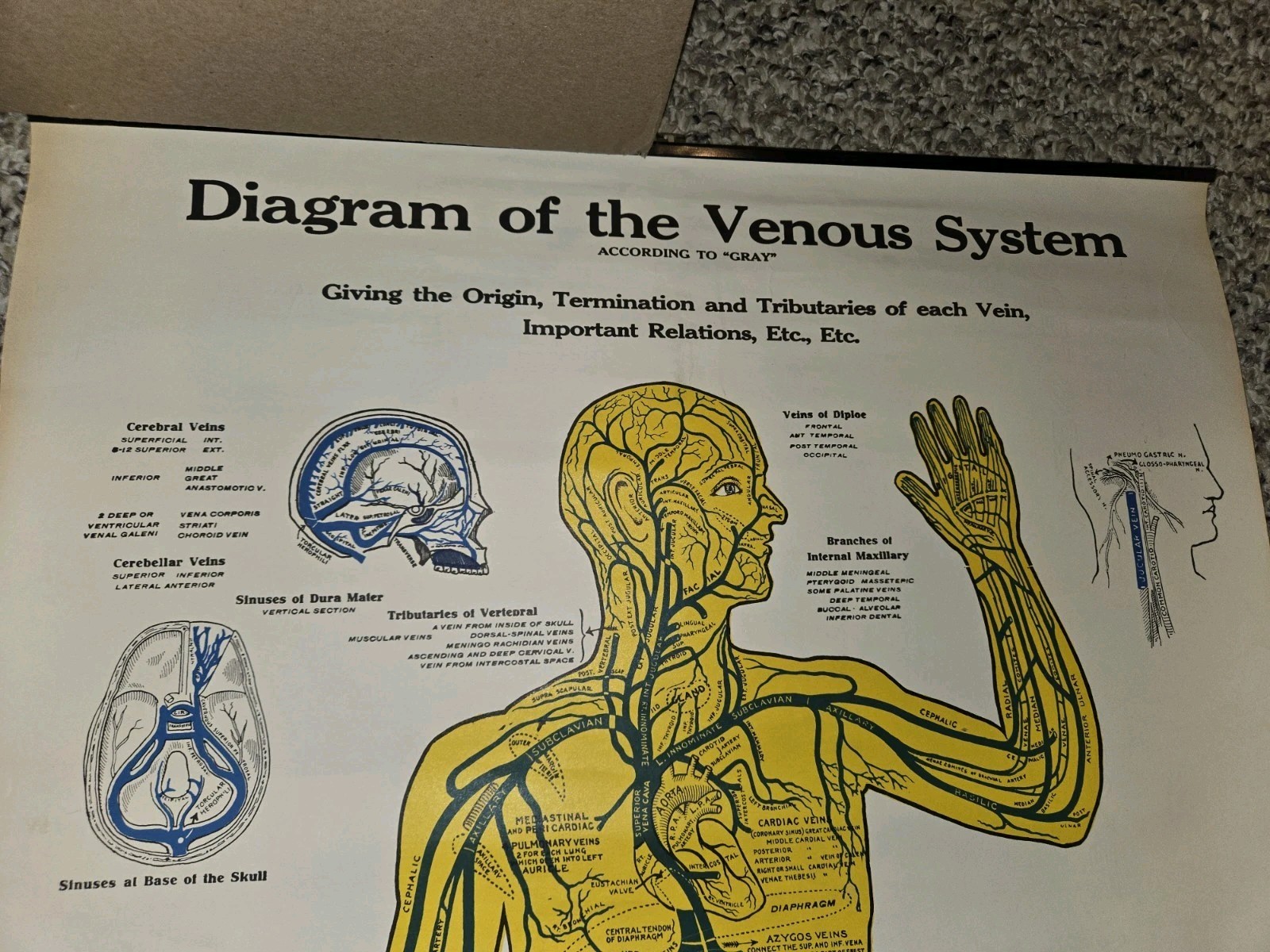 Vintage 30s/40s/50s Anatomical Diagram Venous System Poster Display,20 x 33