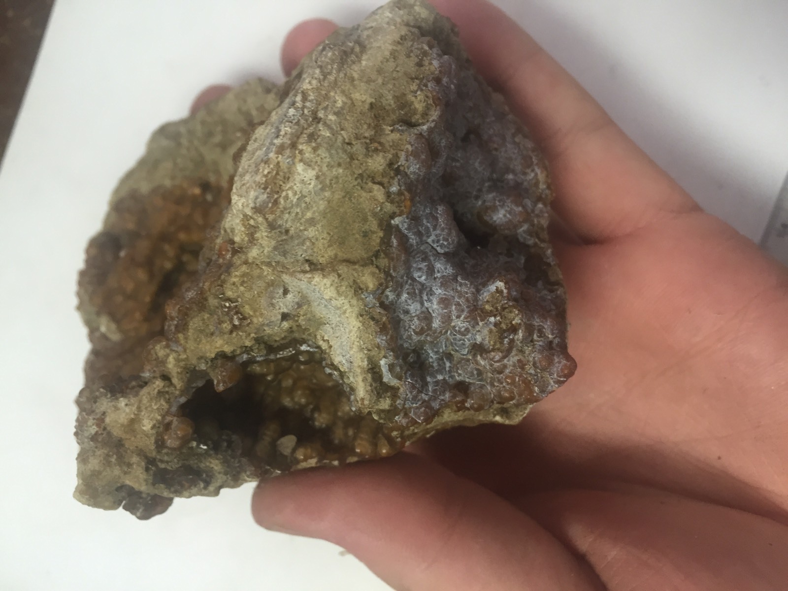 Big 1lb Fossilized Coral Botryoidal Specimen Peace River FL