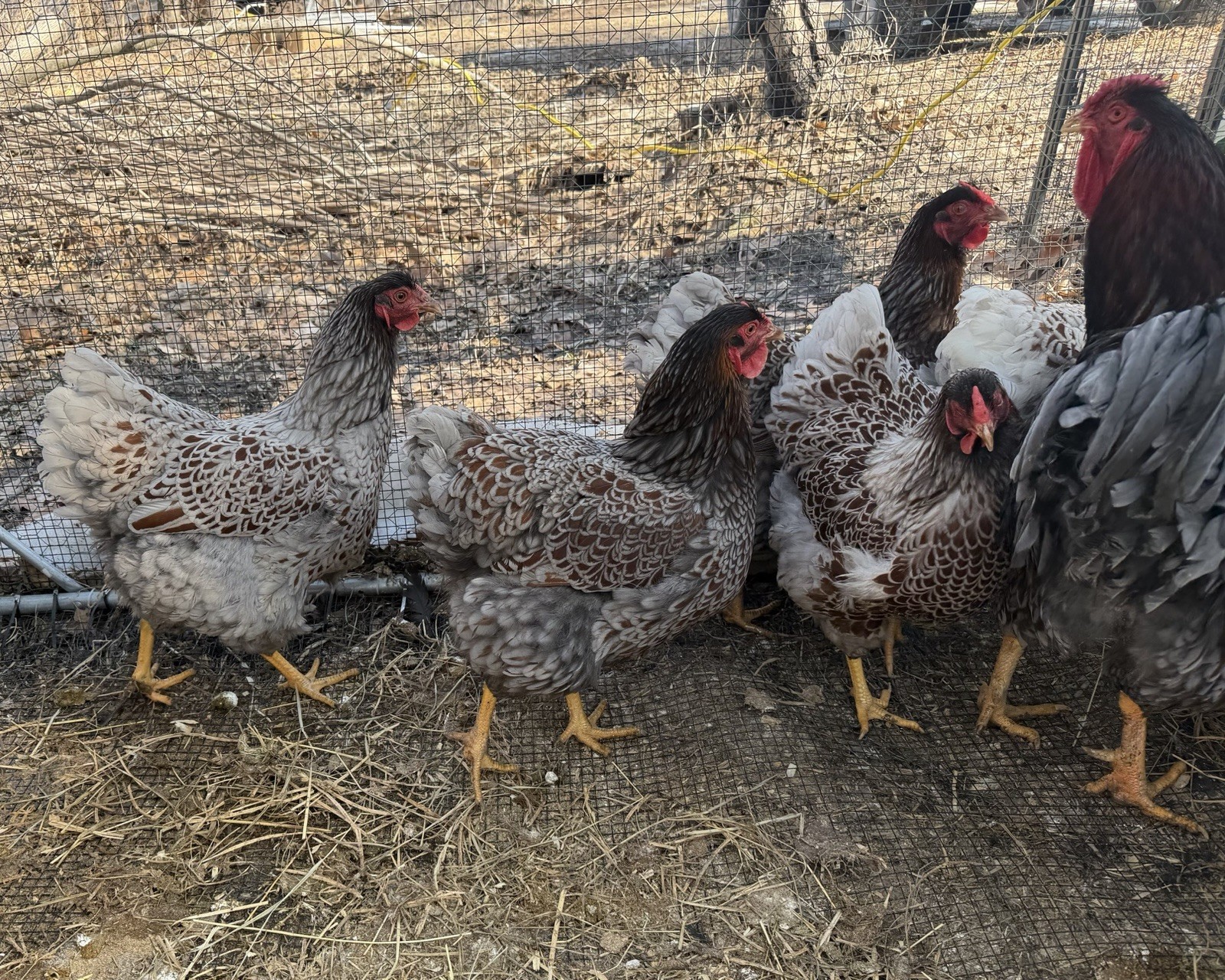 Dozen + Purebred Blue-Laced Red Wyandotte Hatching Eggs. Free Flat Rate Shipping