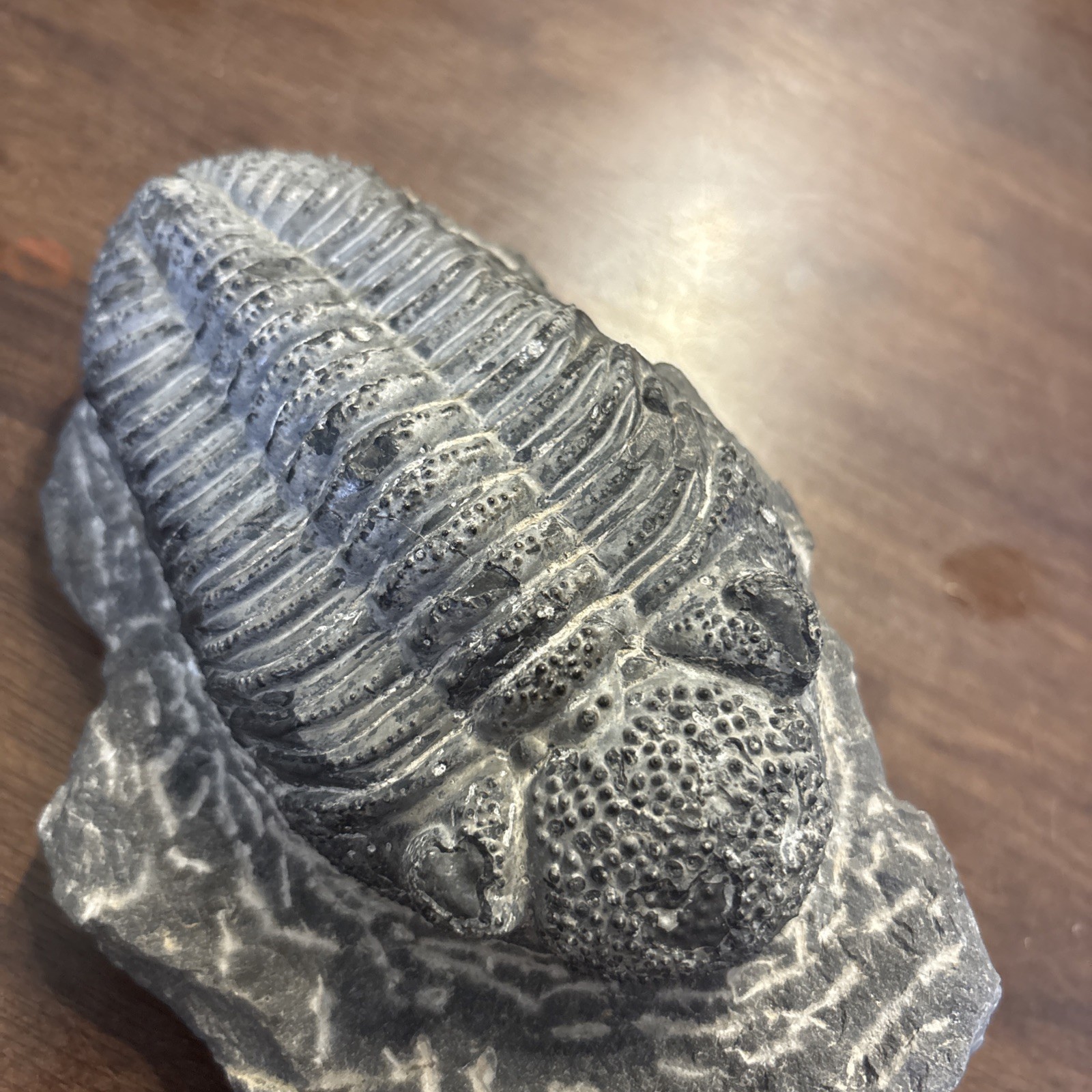 Trilobite In Matrix Paleozoic Fossil 300 Million Yrs Large
