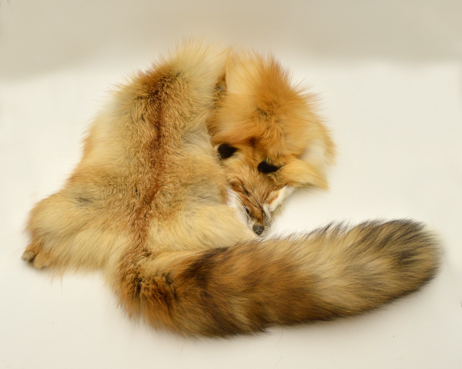 Tanned Red Fox Winter “Heavy Fur” Western XL Pelt, Hide, Medium Grade (rfwhmg)