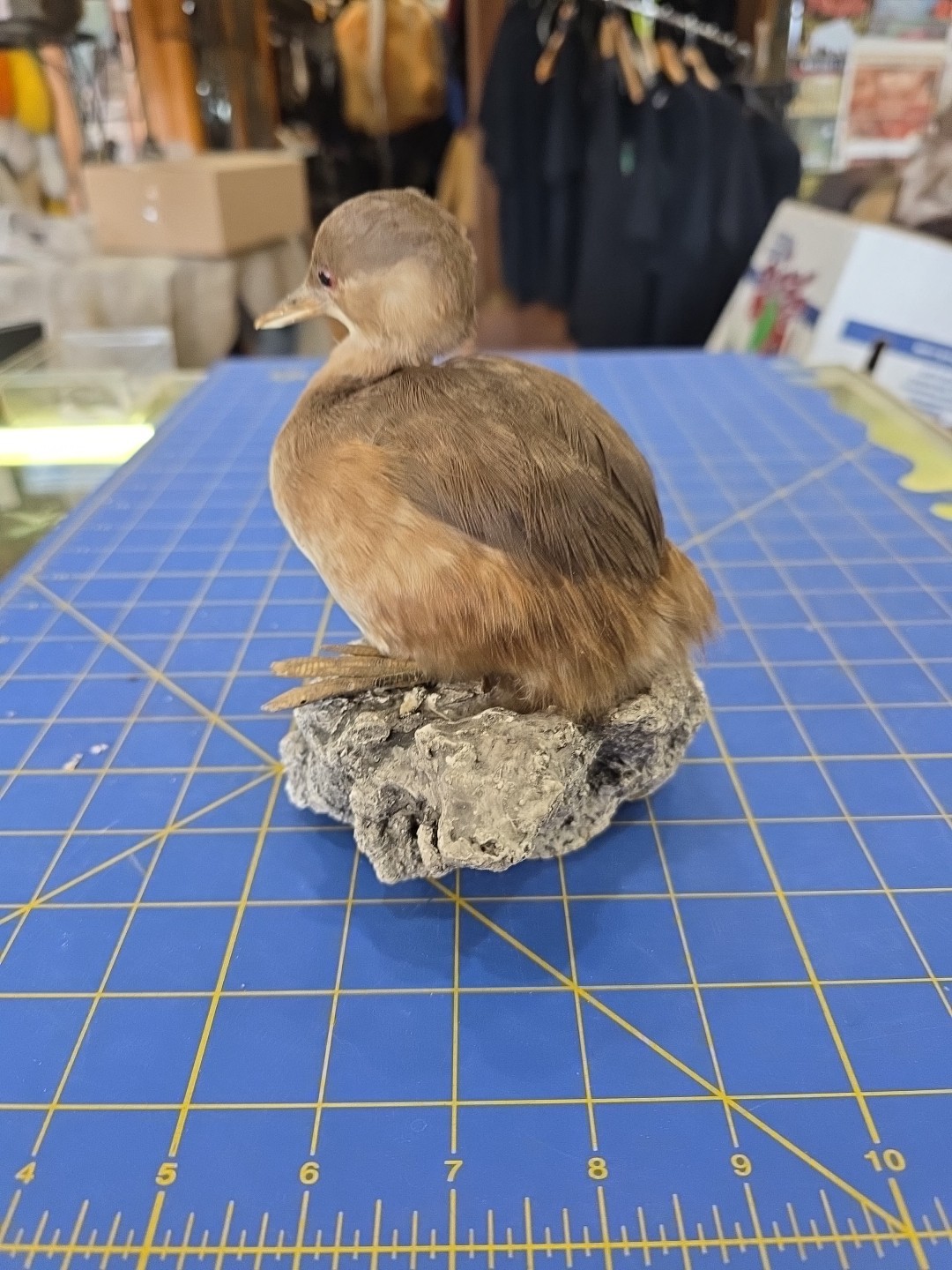 EBX1 Zoo Raised Little Grebe Bird Mount Taxidermy